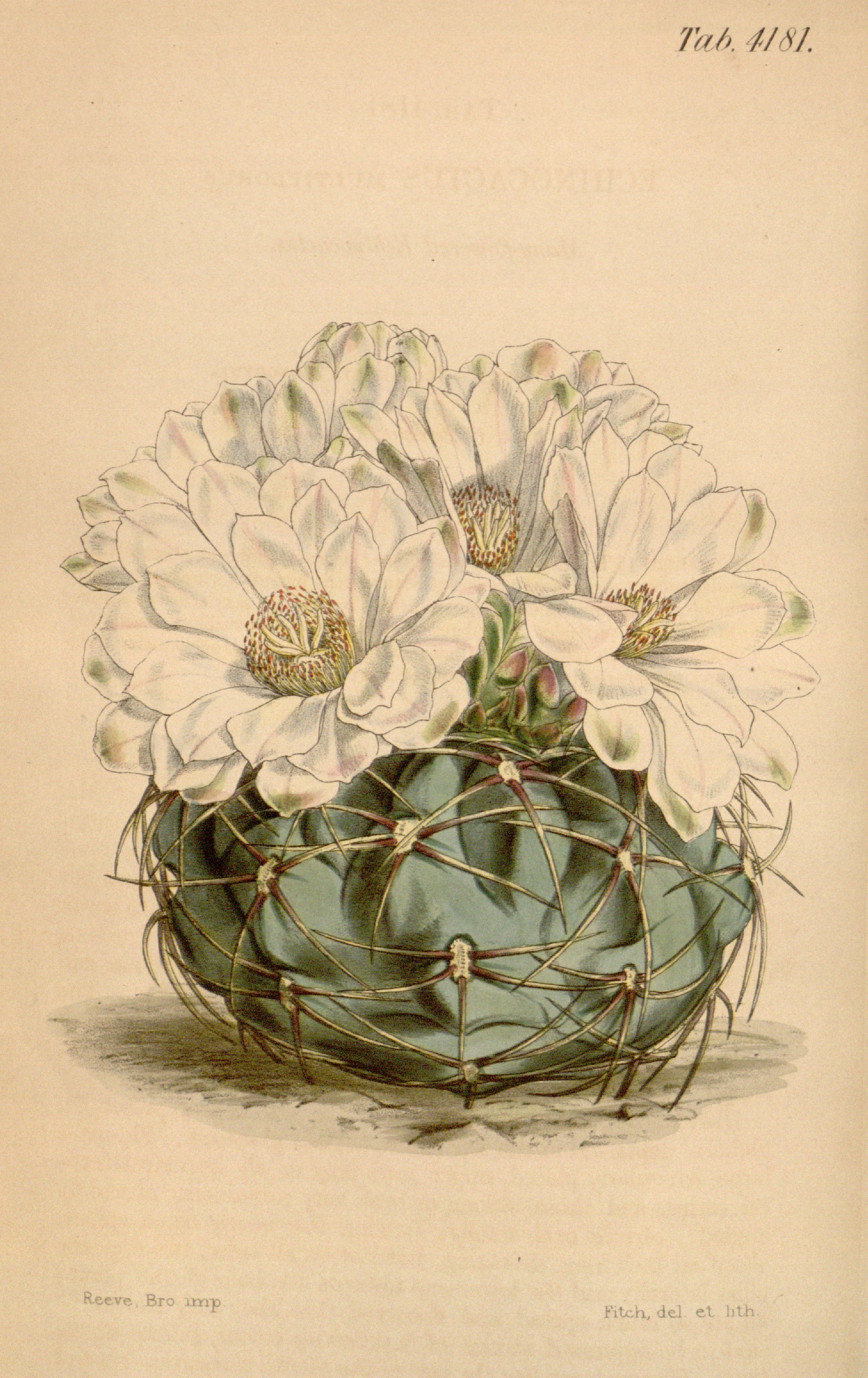 no full size  illustration available (3a)