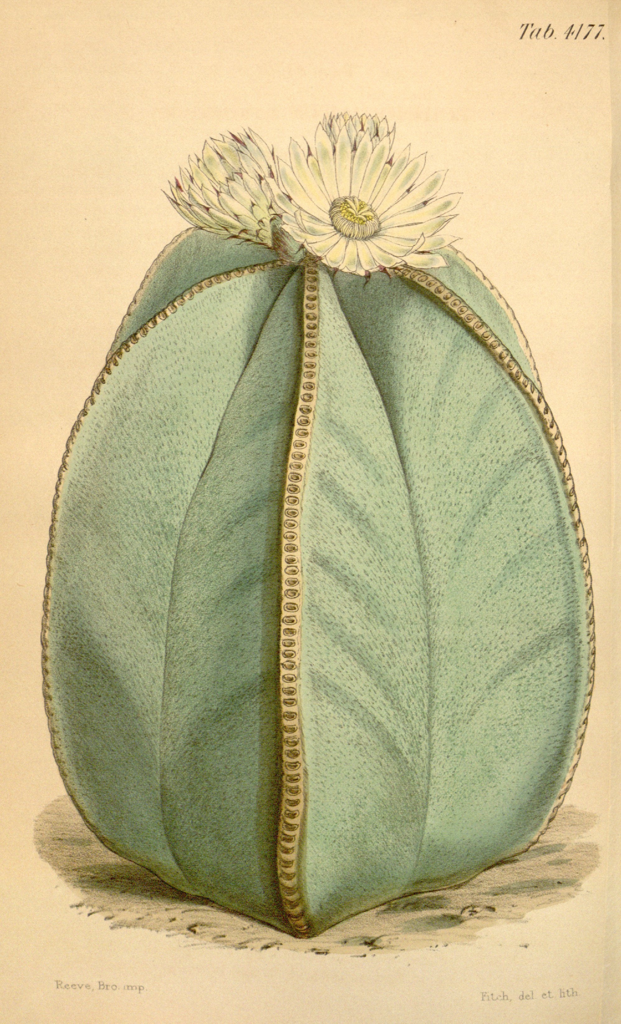 no full size  illustration available (3a)