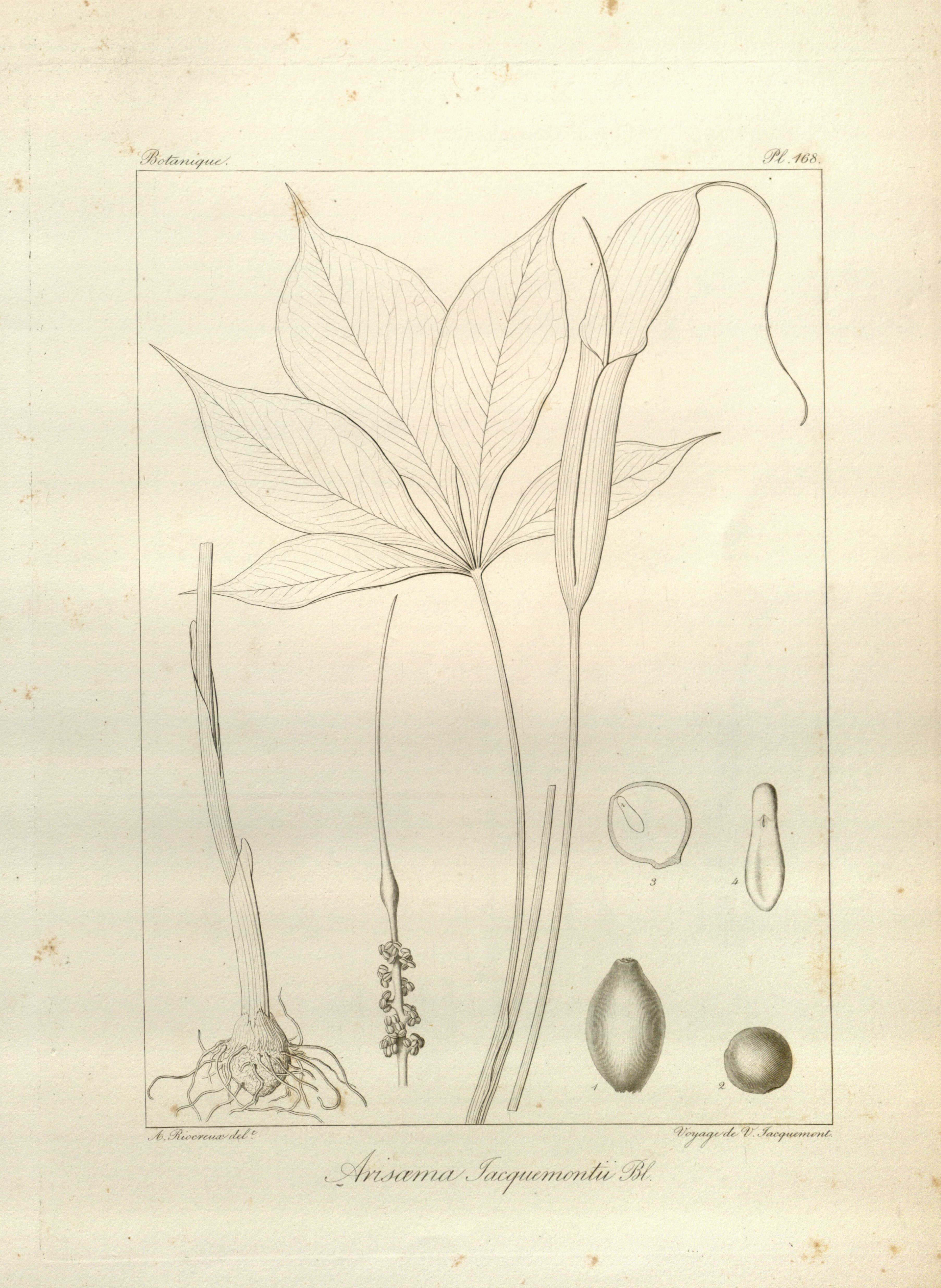 no full size  illustration available (3a)