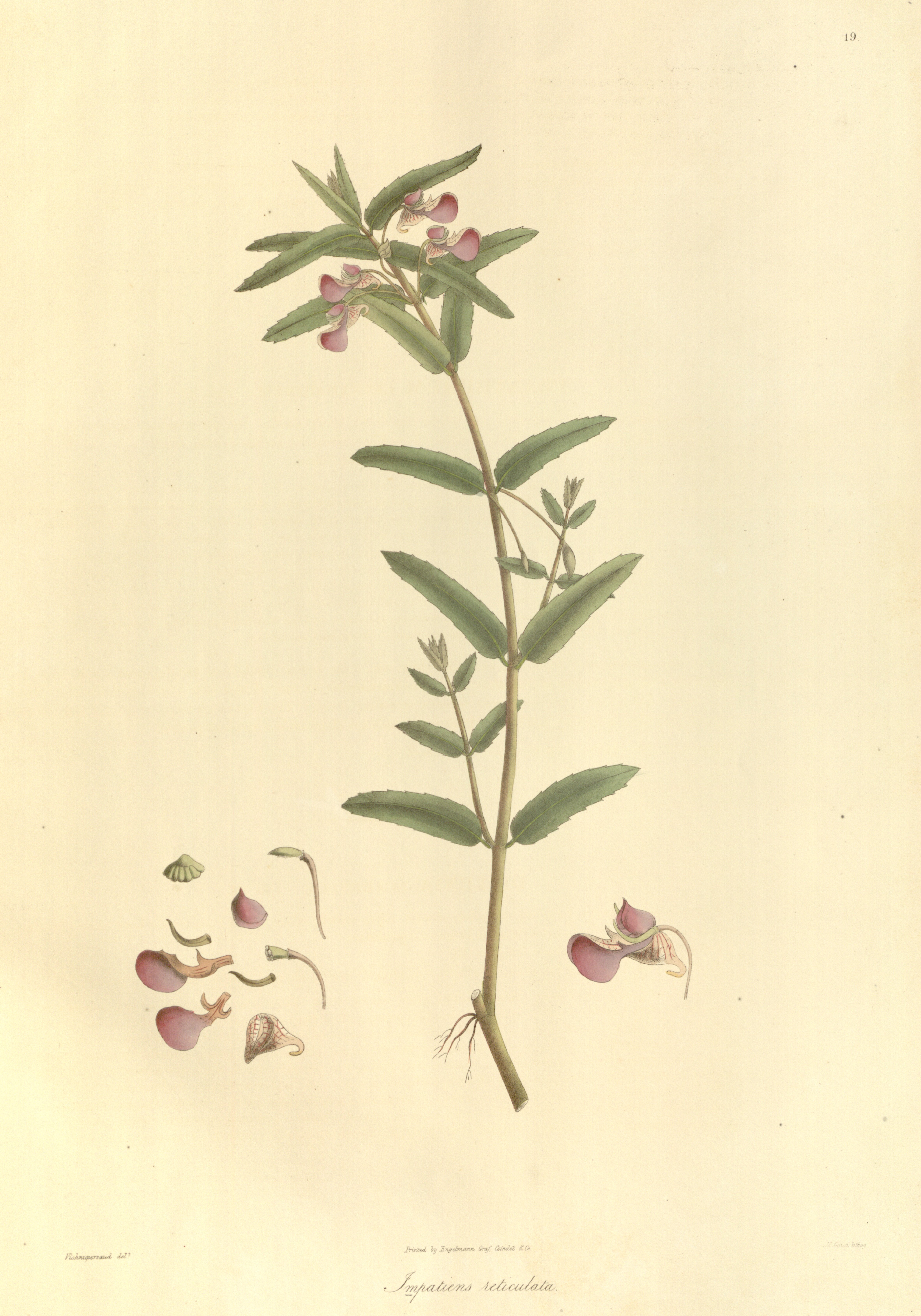 no full size  illustration available (3a)