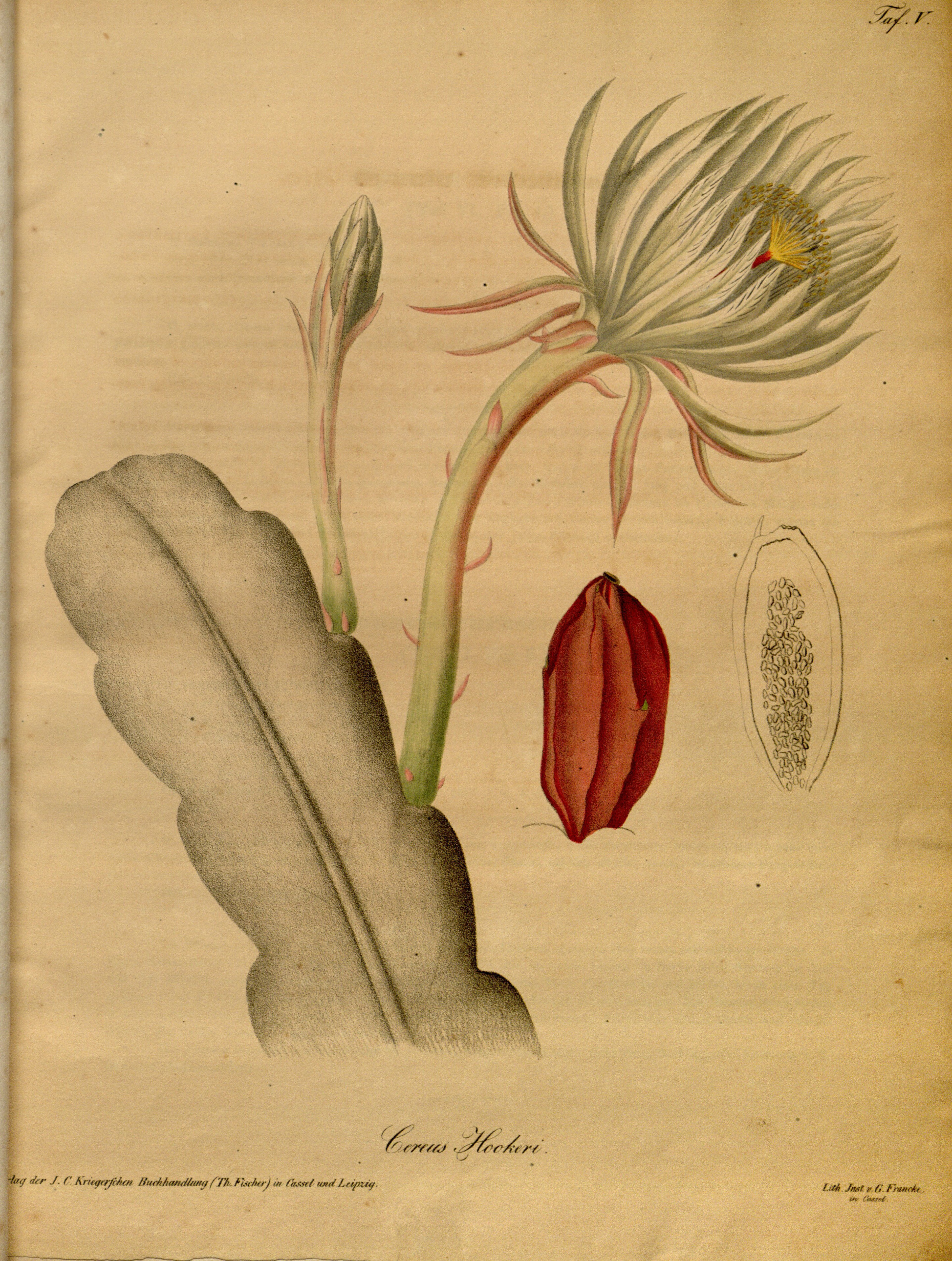 no full size  illustration available (3a)