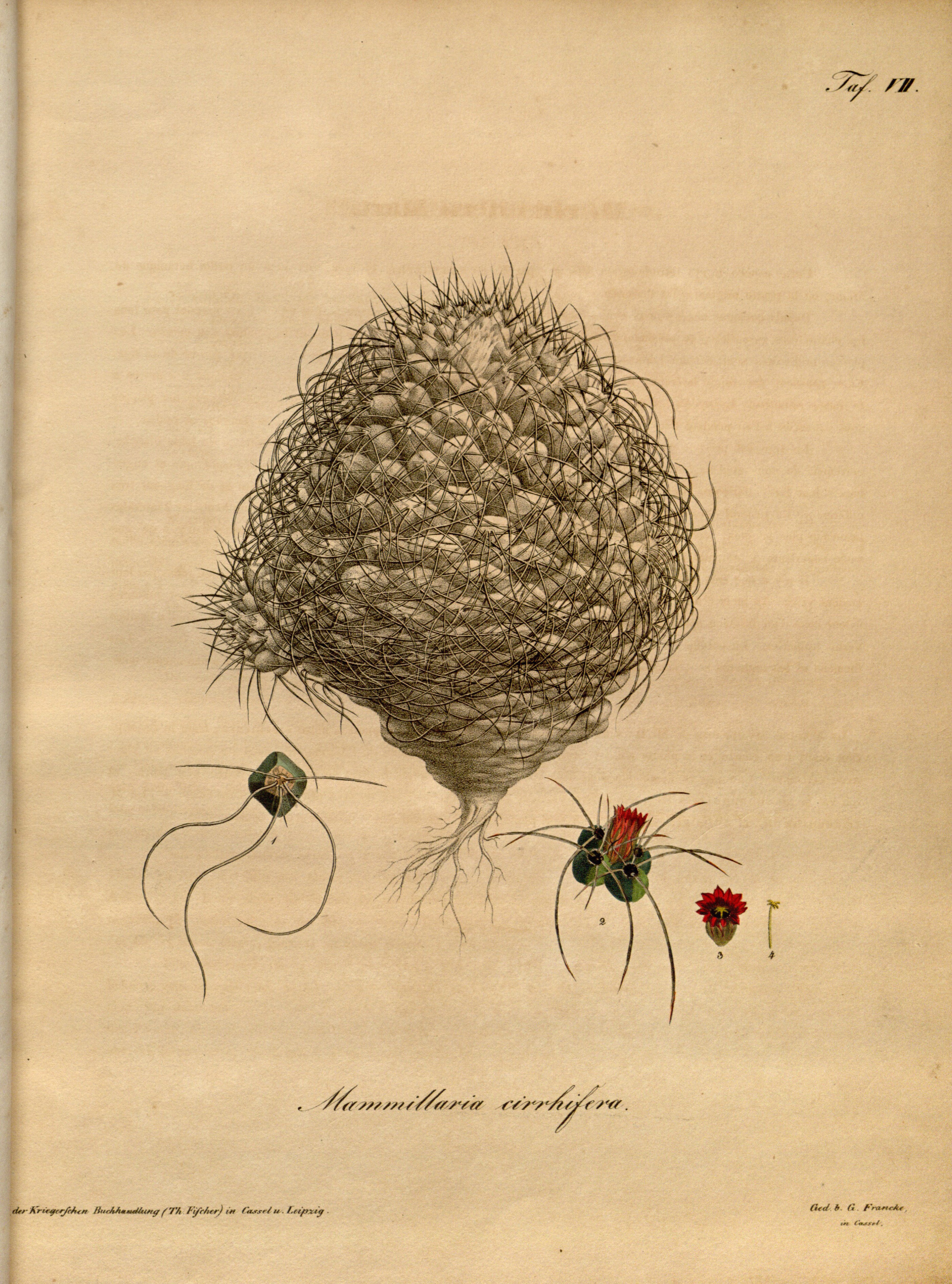 no full size  illustration available (3a)