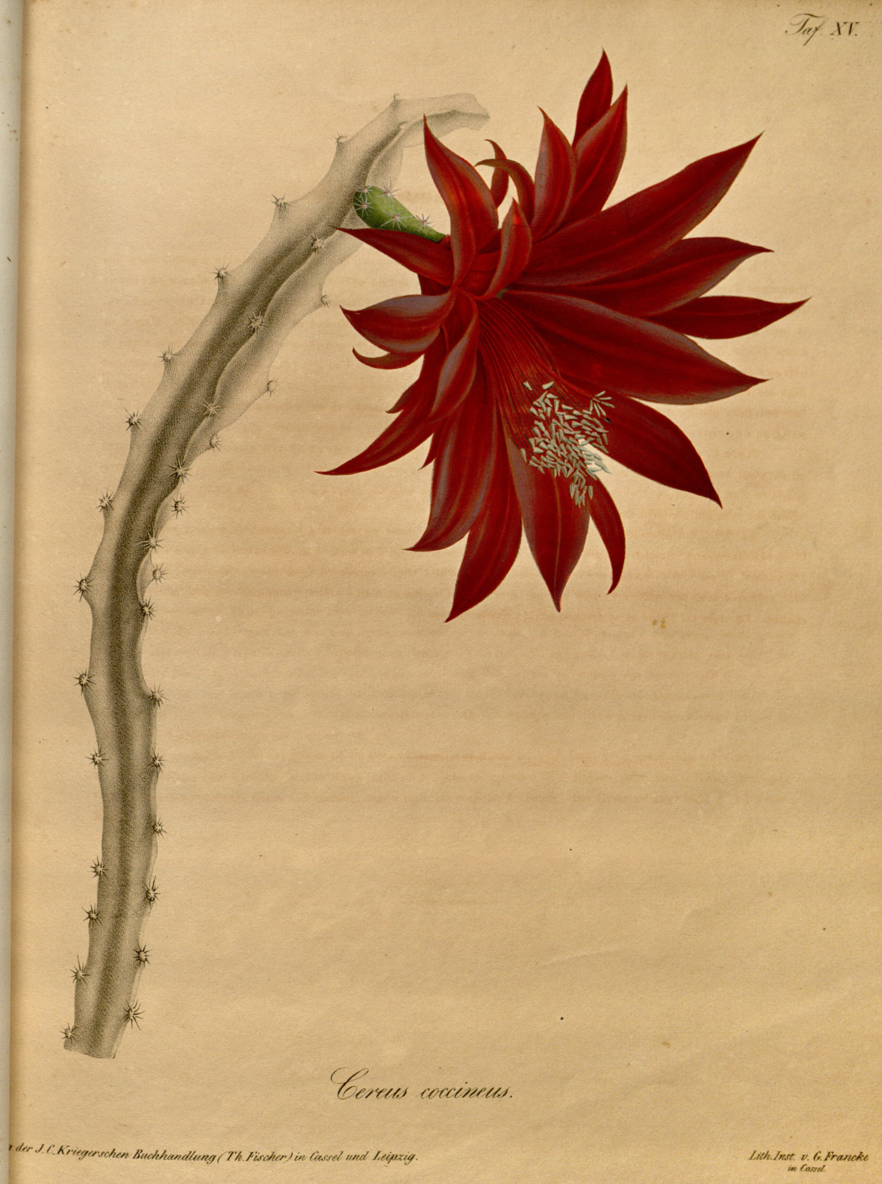 no full size  illustration available (3a)