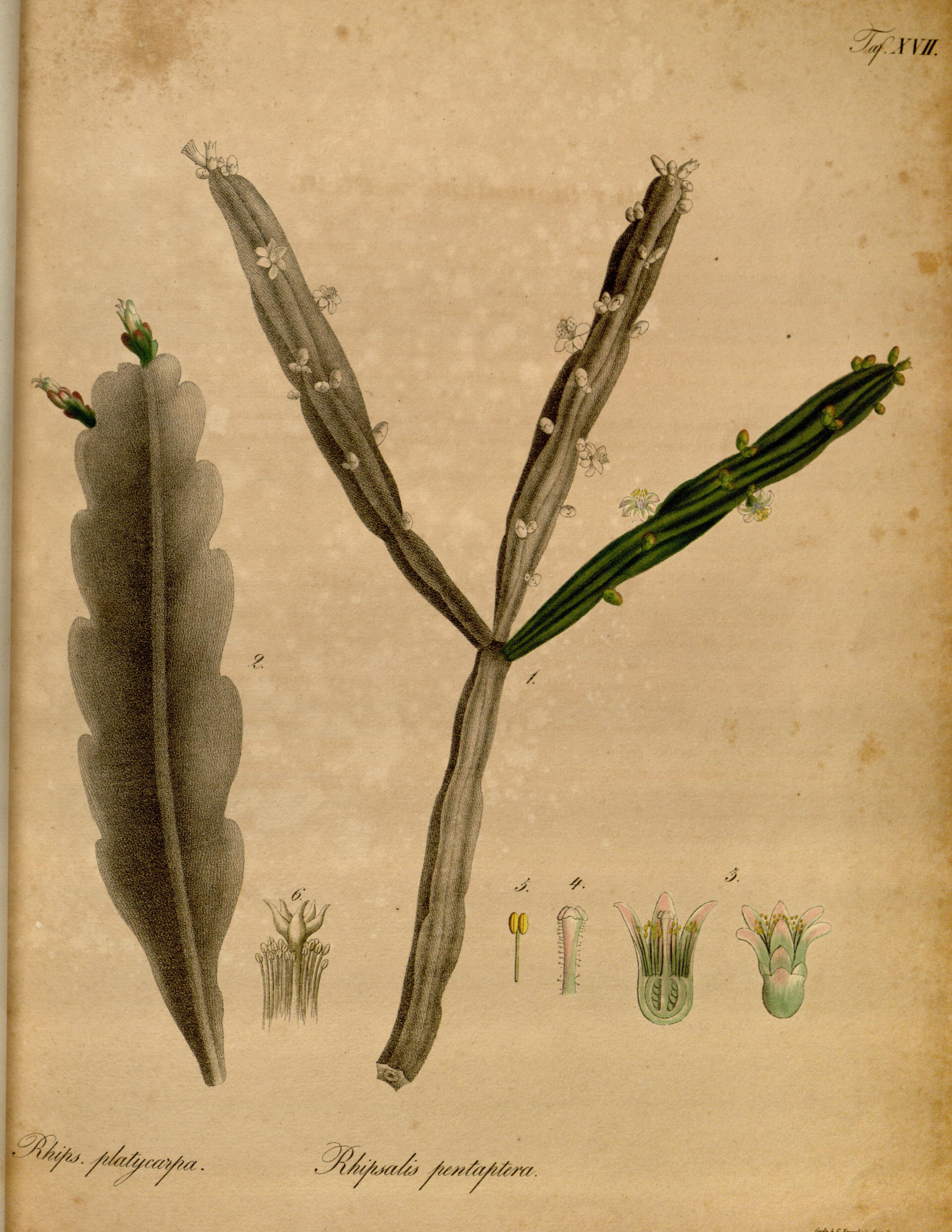 no full size  illustration available (3a)