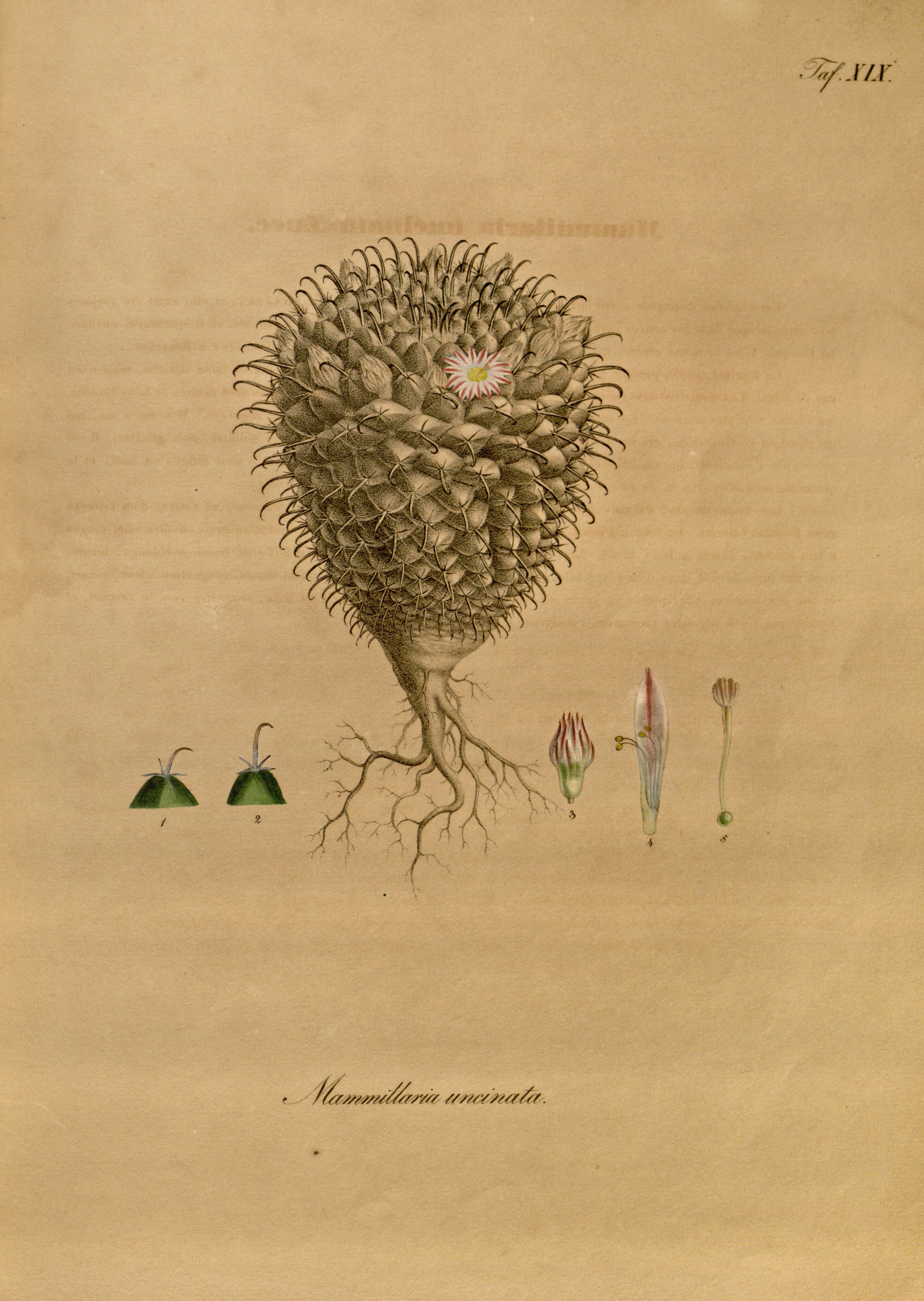 no full size  illustration available (3a)