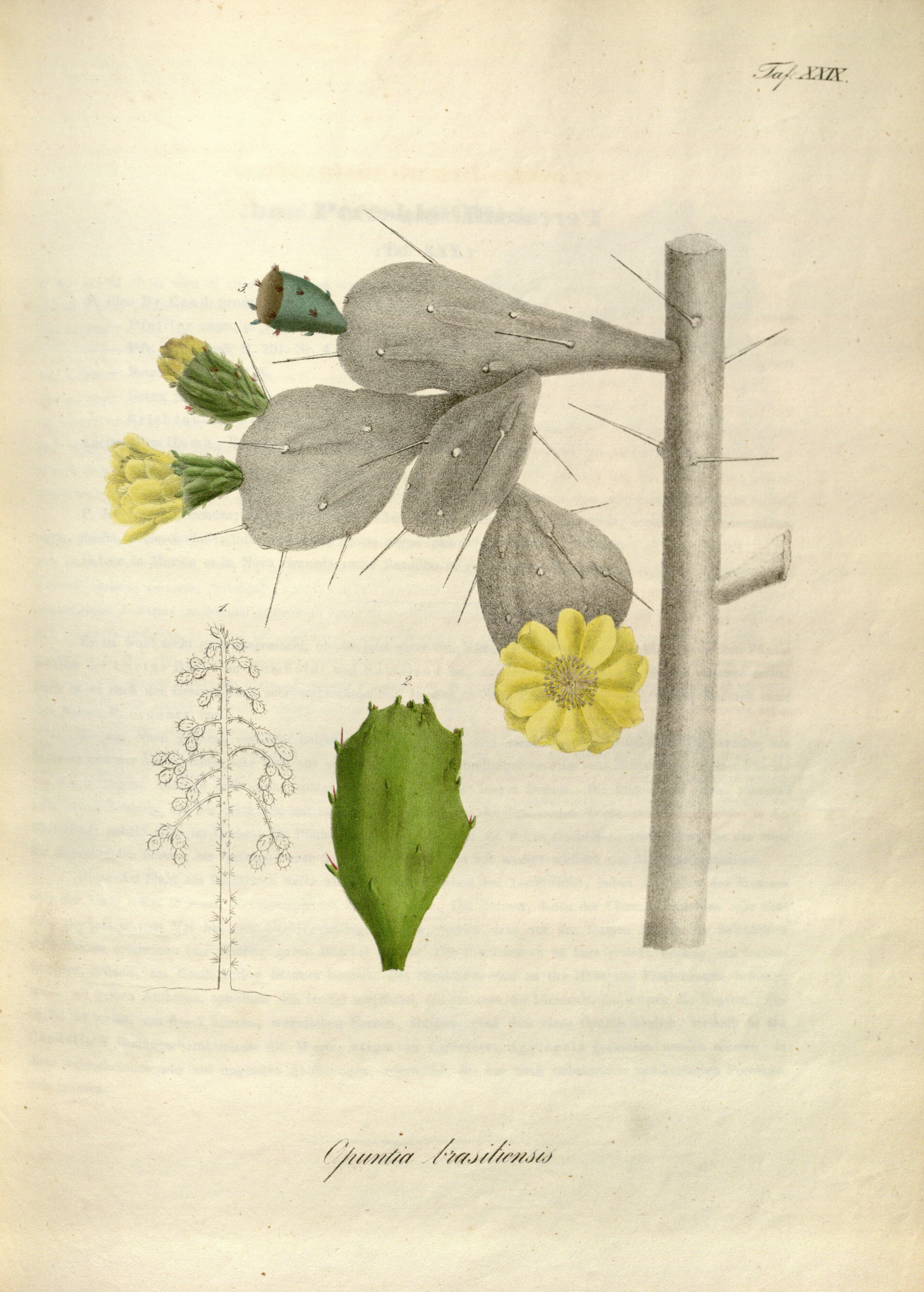 no full size  illustration available (3a)