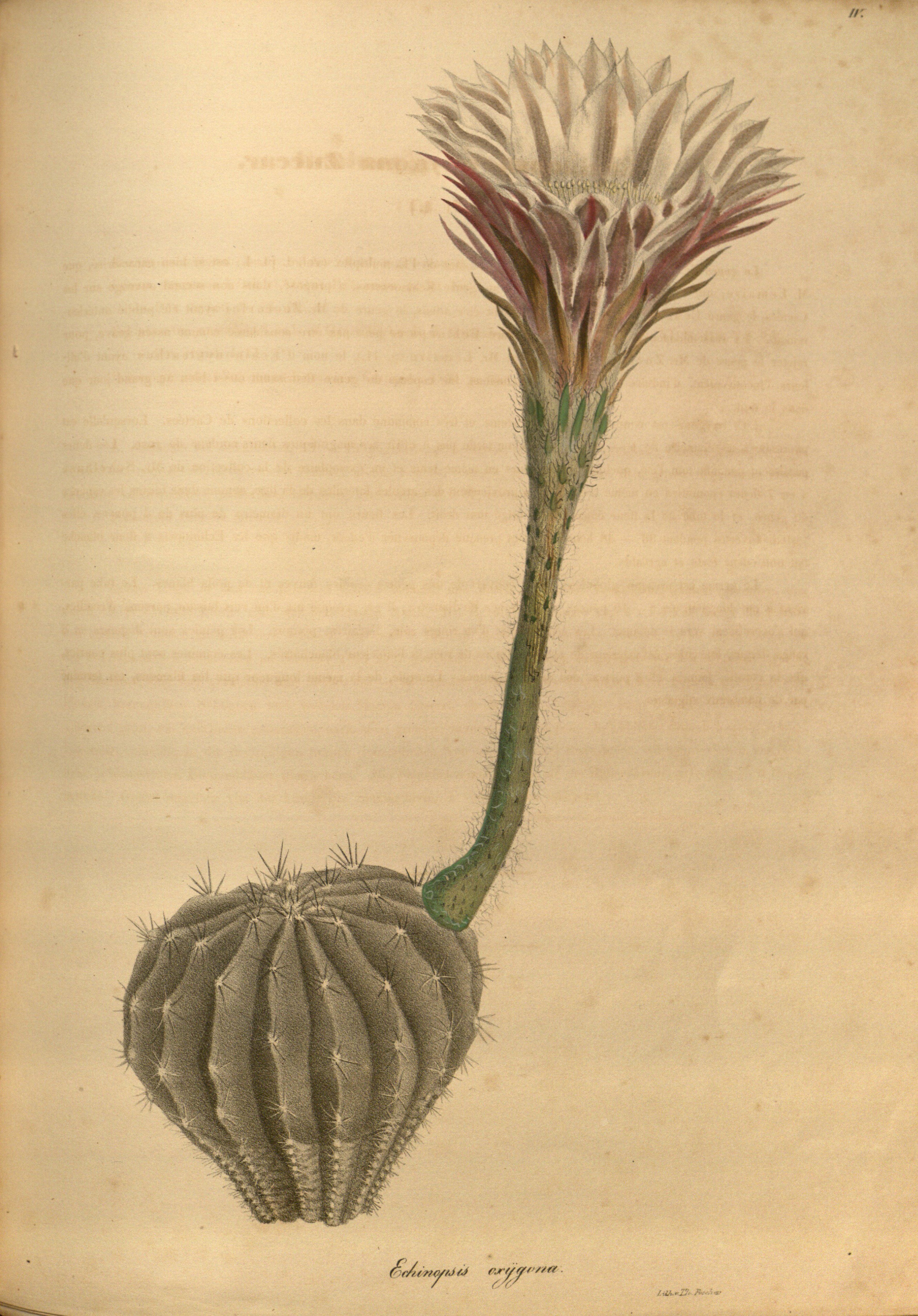 no full size  illustration available (3a)