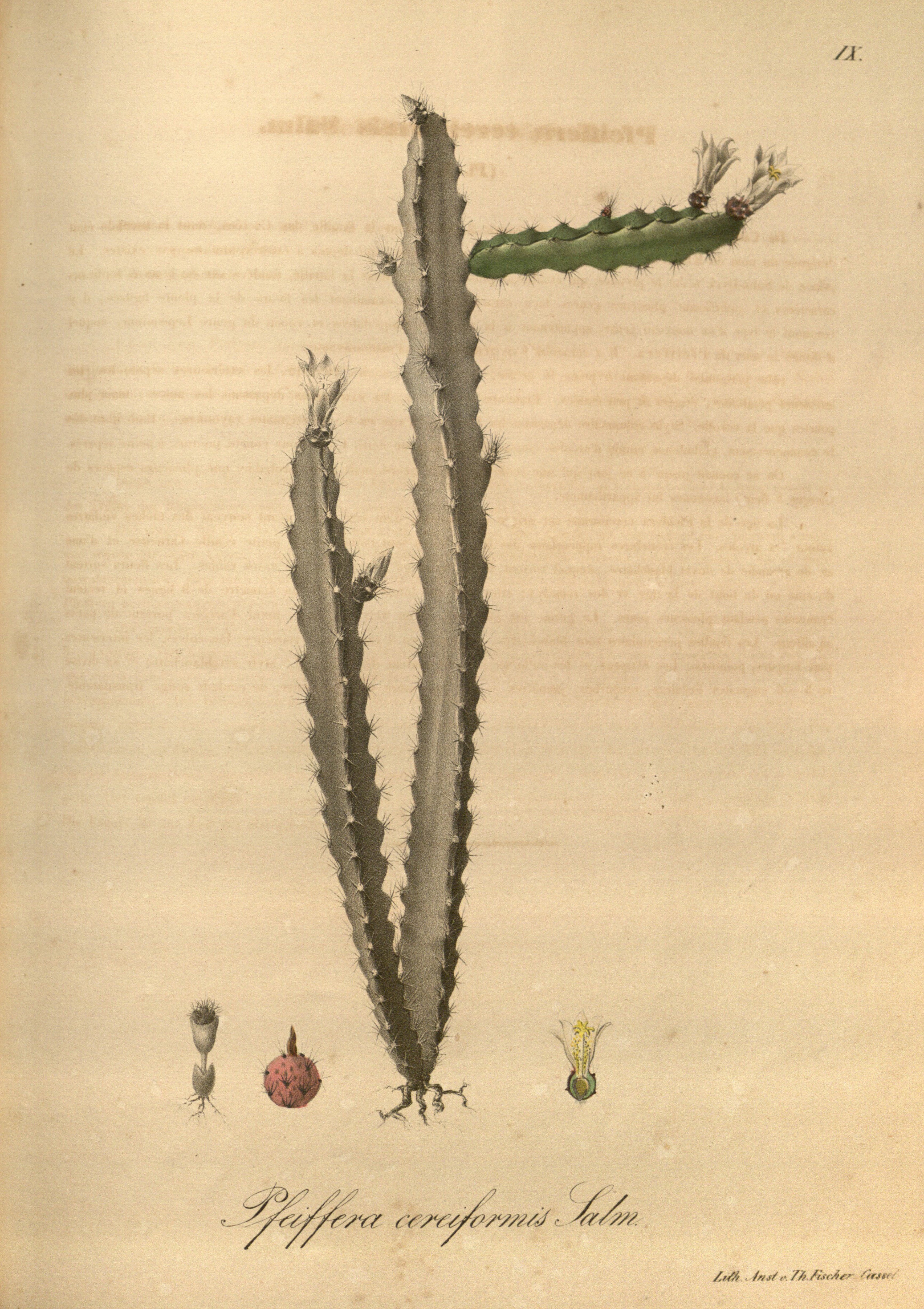 no full size  illustration available (3a)