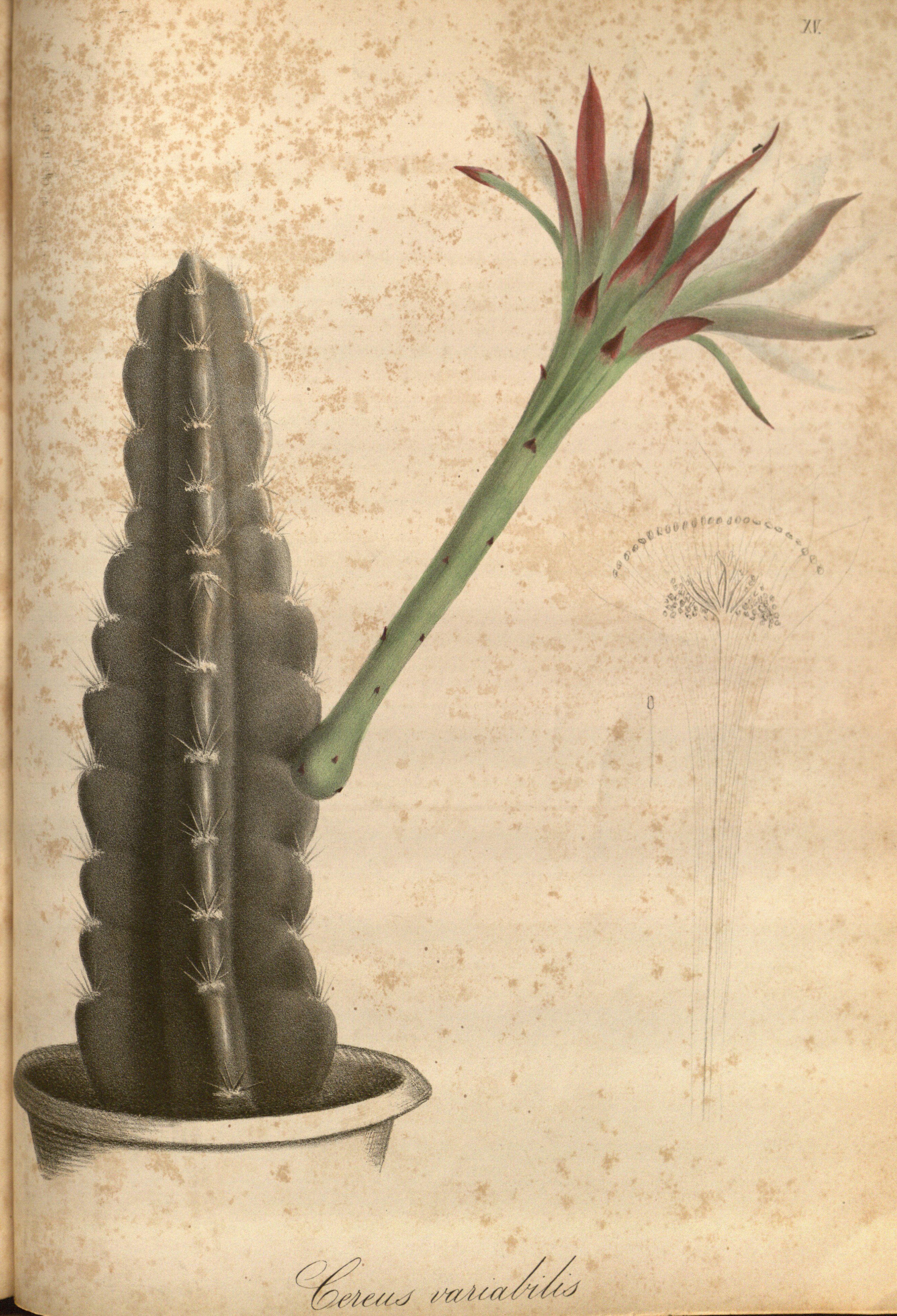 no full size  illustration available (3a)