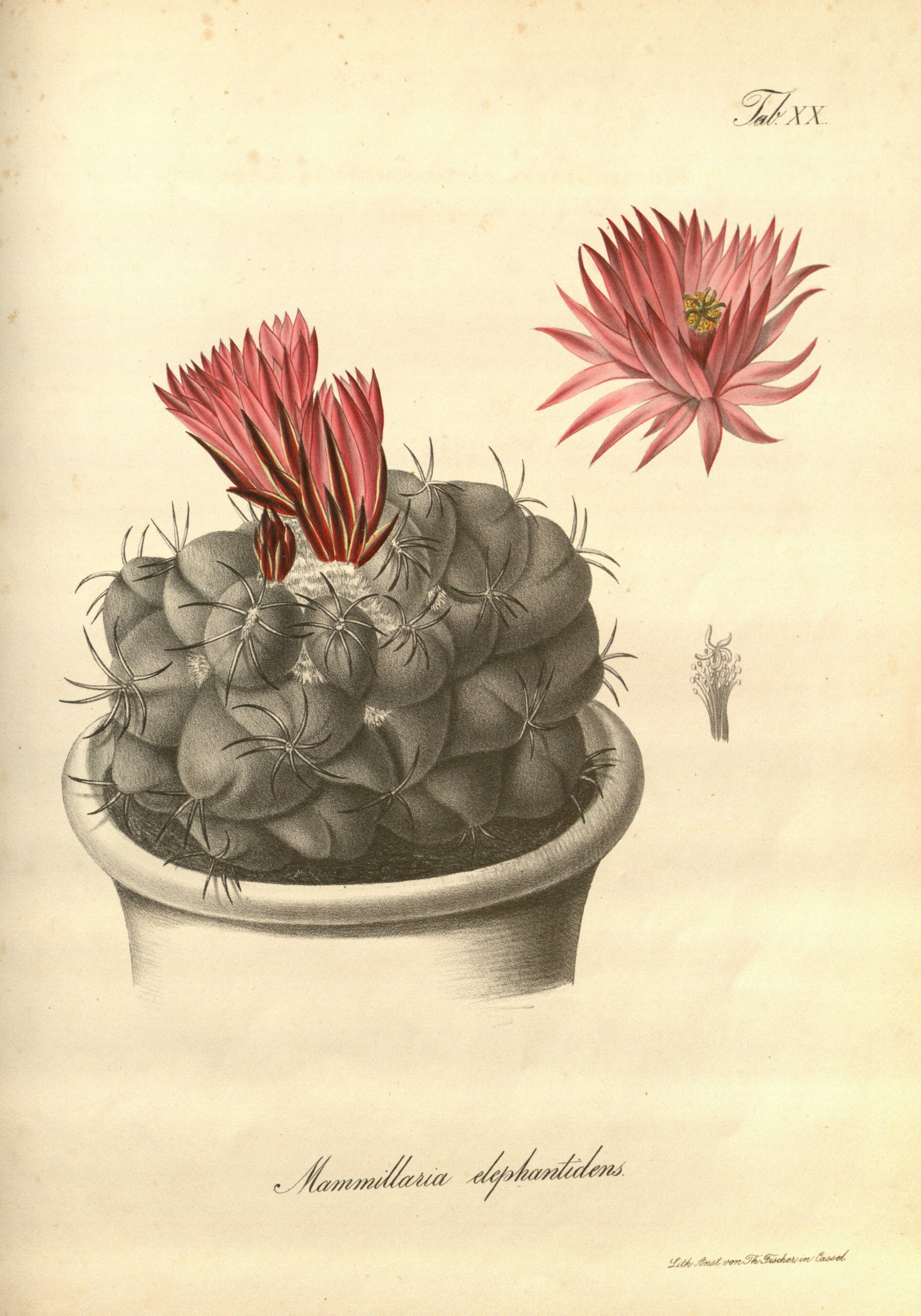 no full size  illustration available (3a)