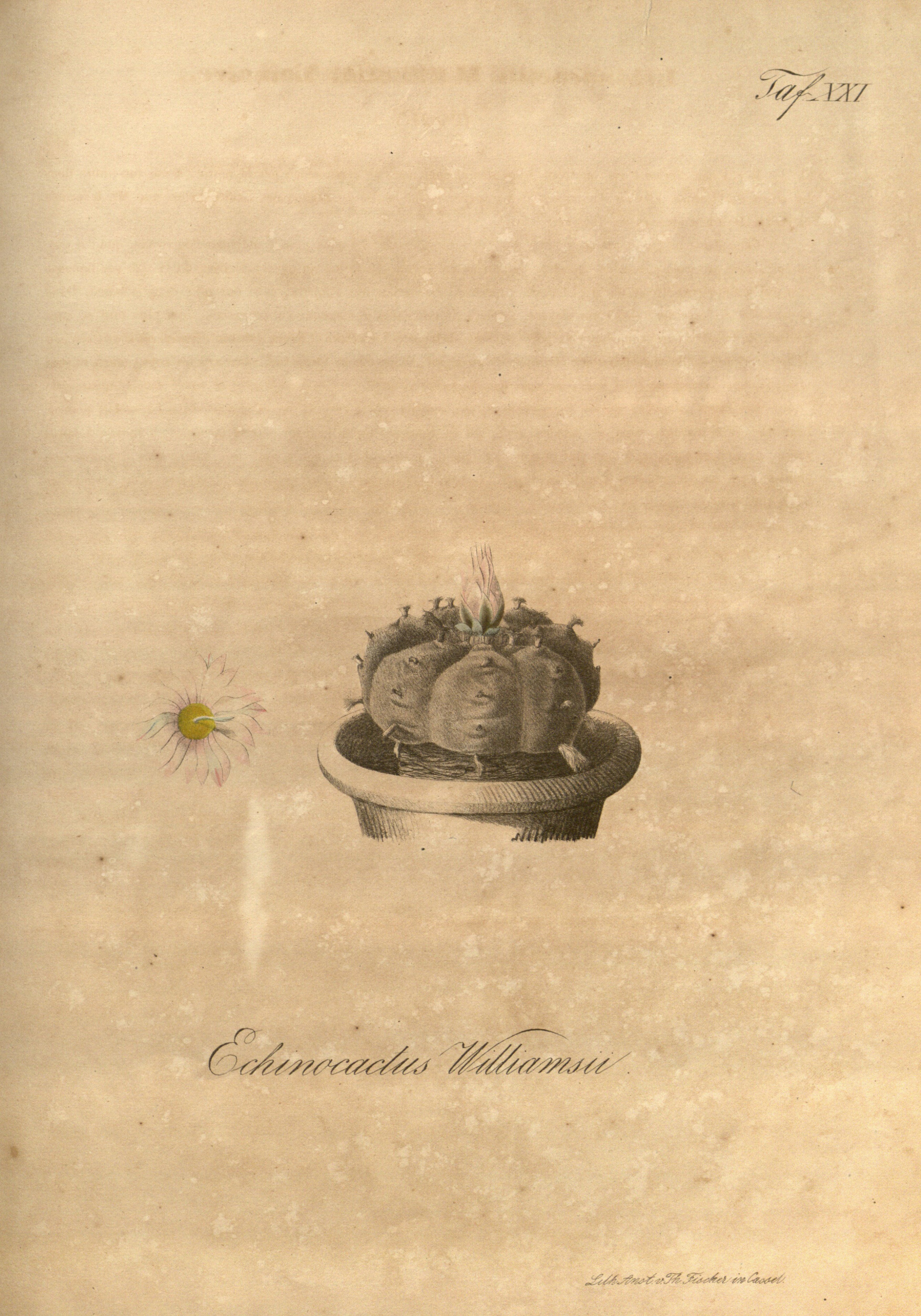 no full size  illustration available (3a)