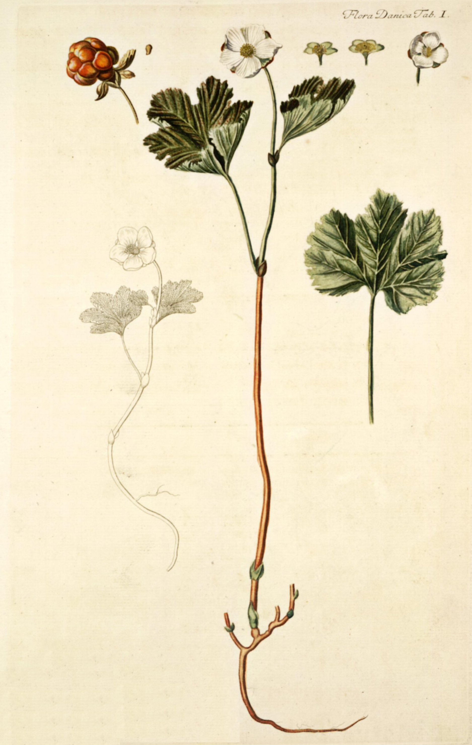 no full size  illustration available (3a)