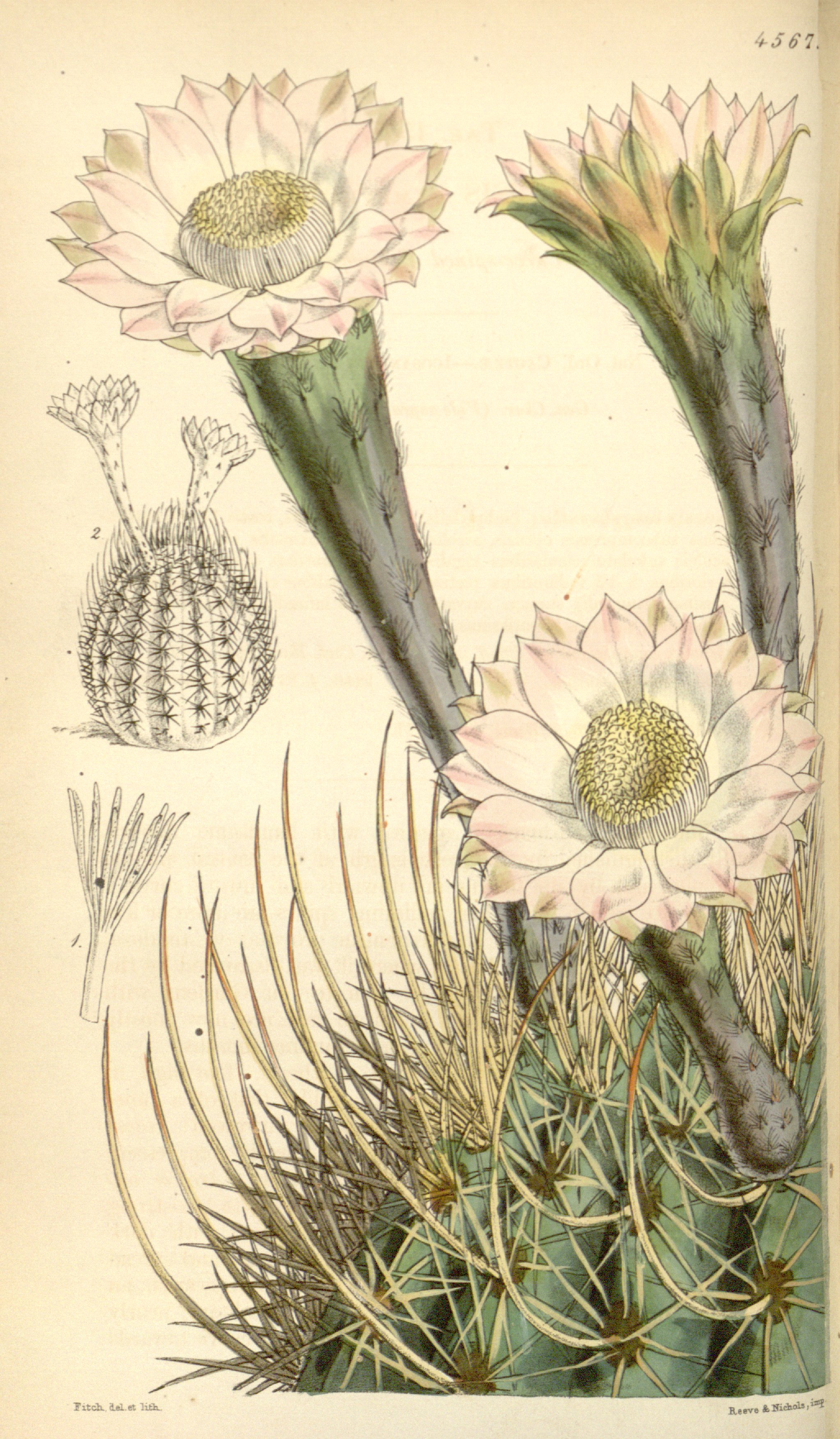 no full size  illustration available (3a)