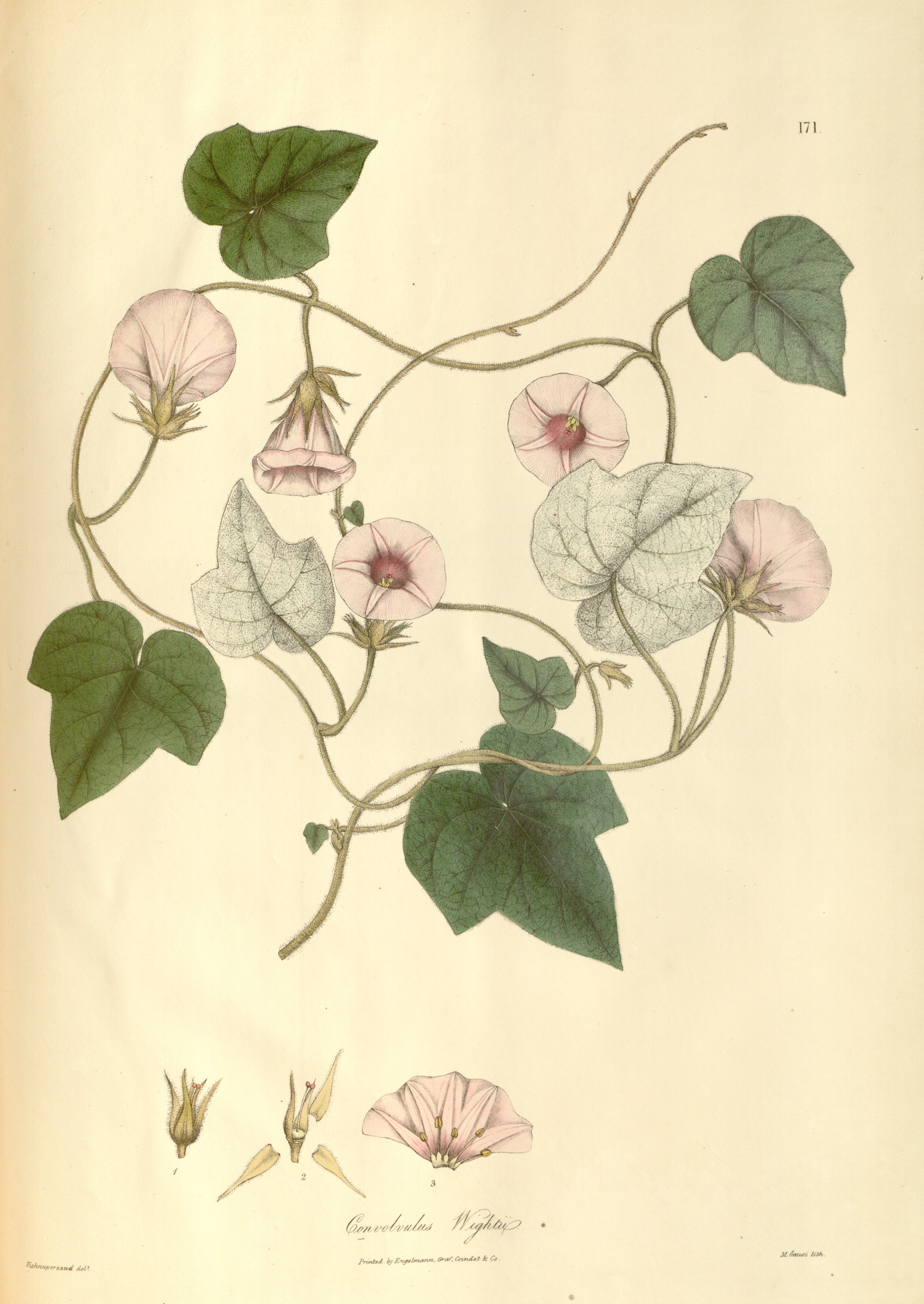 no full size  illustration available (3a)