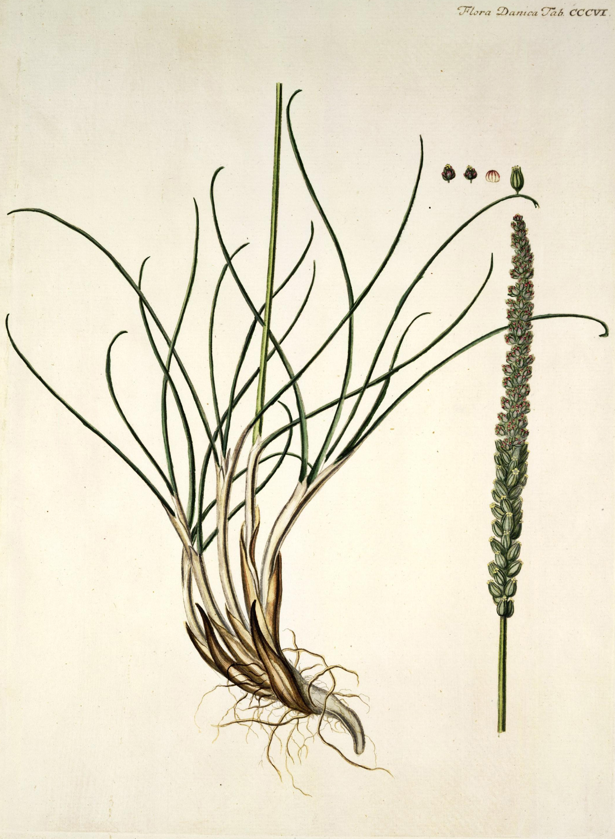 no full size  illustration available (3a)