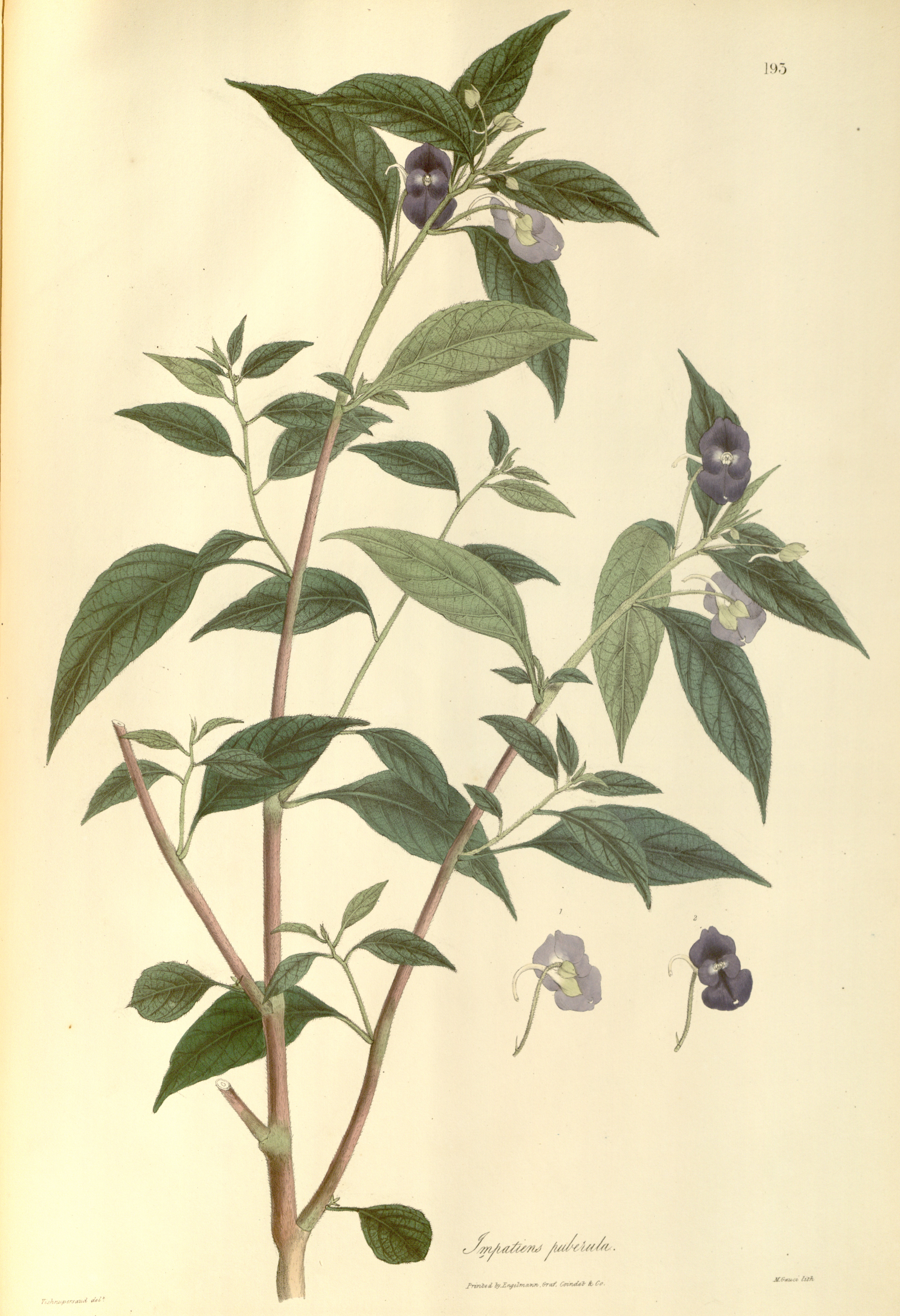 no full size  illustration available (3a)