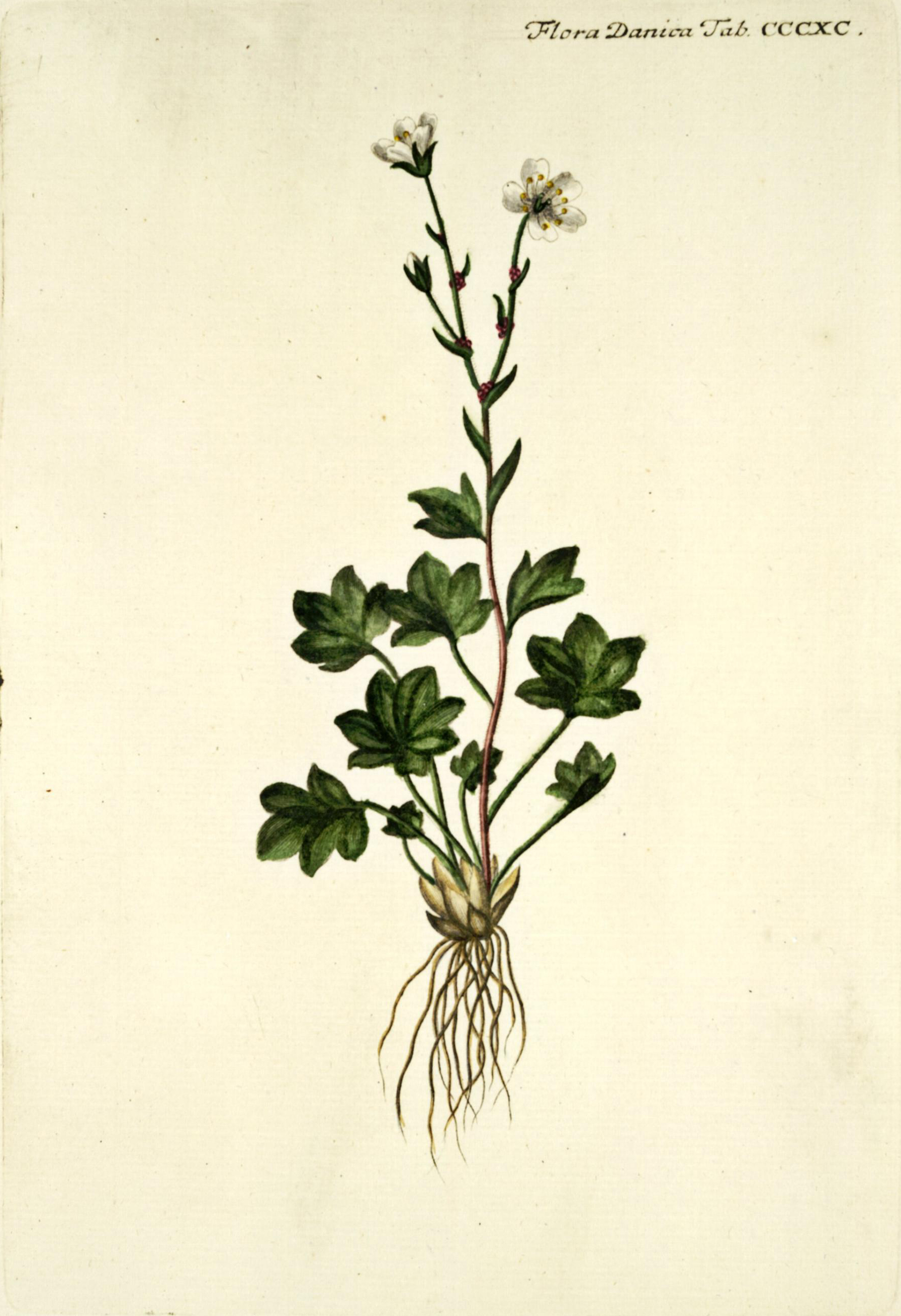 no full size  illustration available (3a)