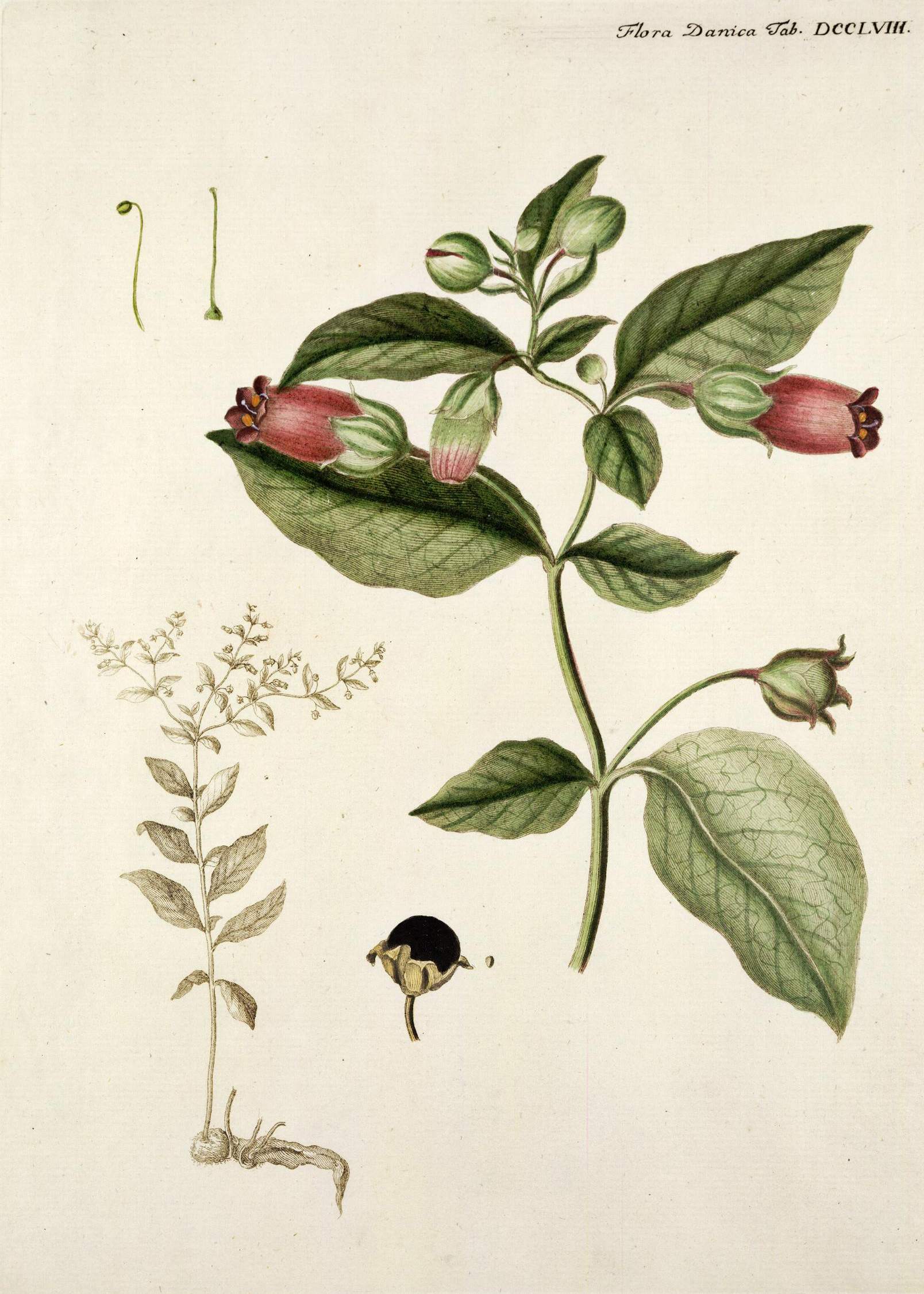 no full size  illustration available (3a)