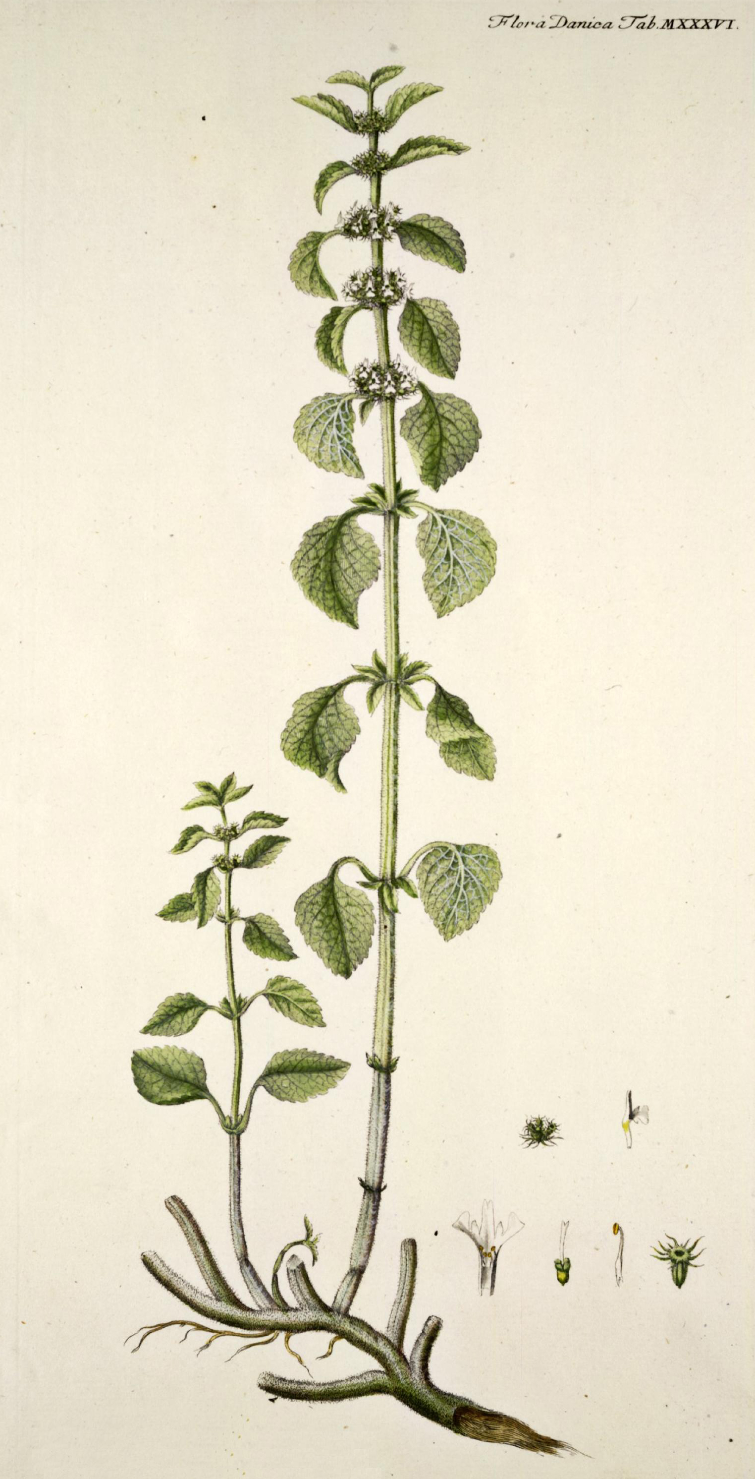 no full size  illustration available (3a)