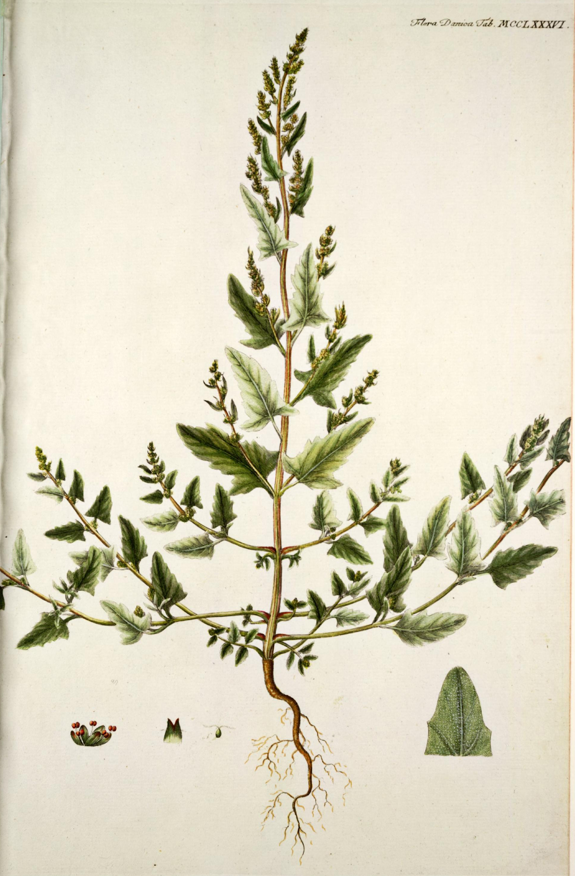 no full size  illustration available (3a)