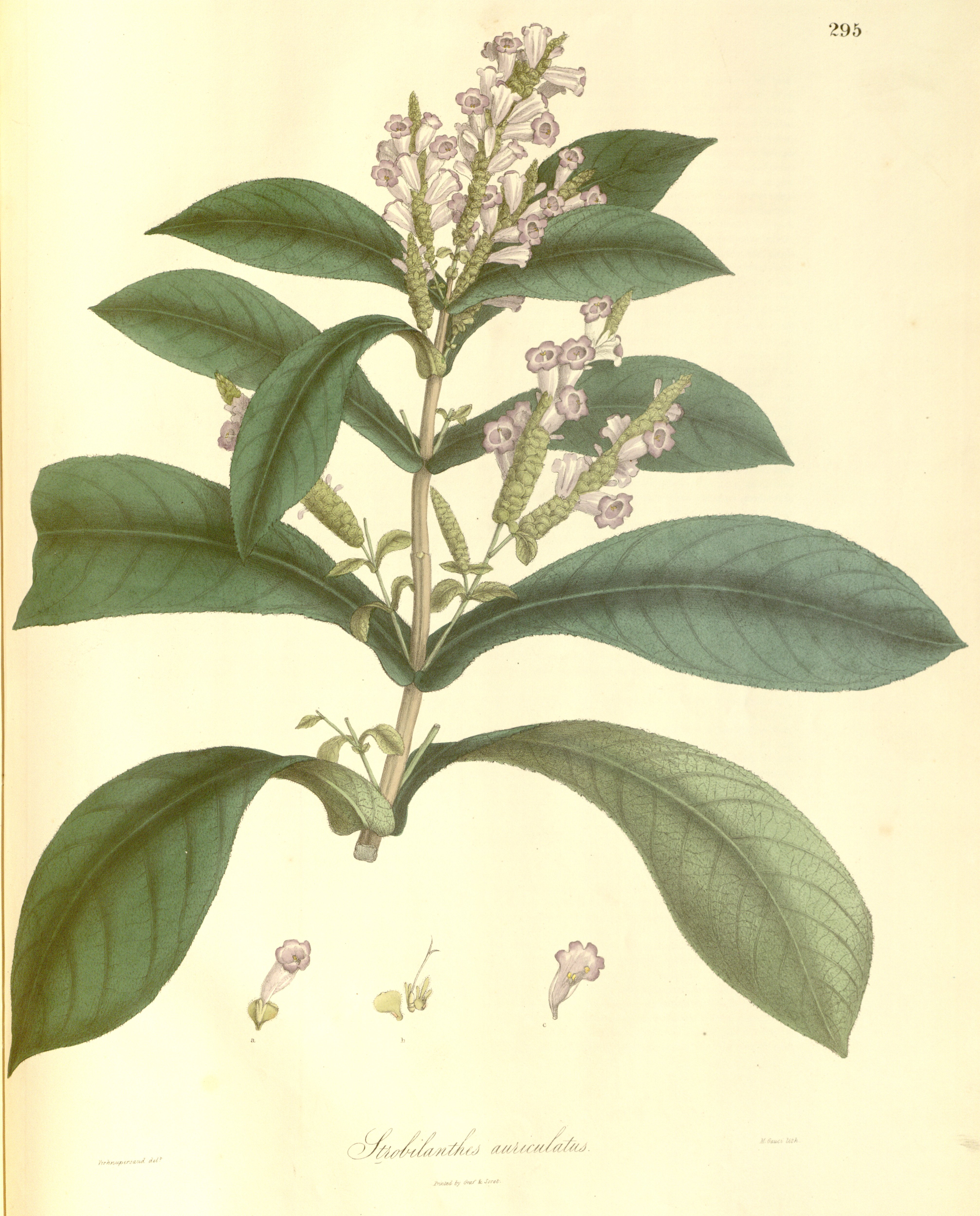 no full size  illustration available (3a)