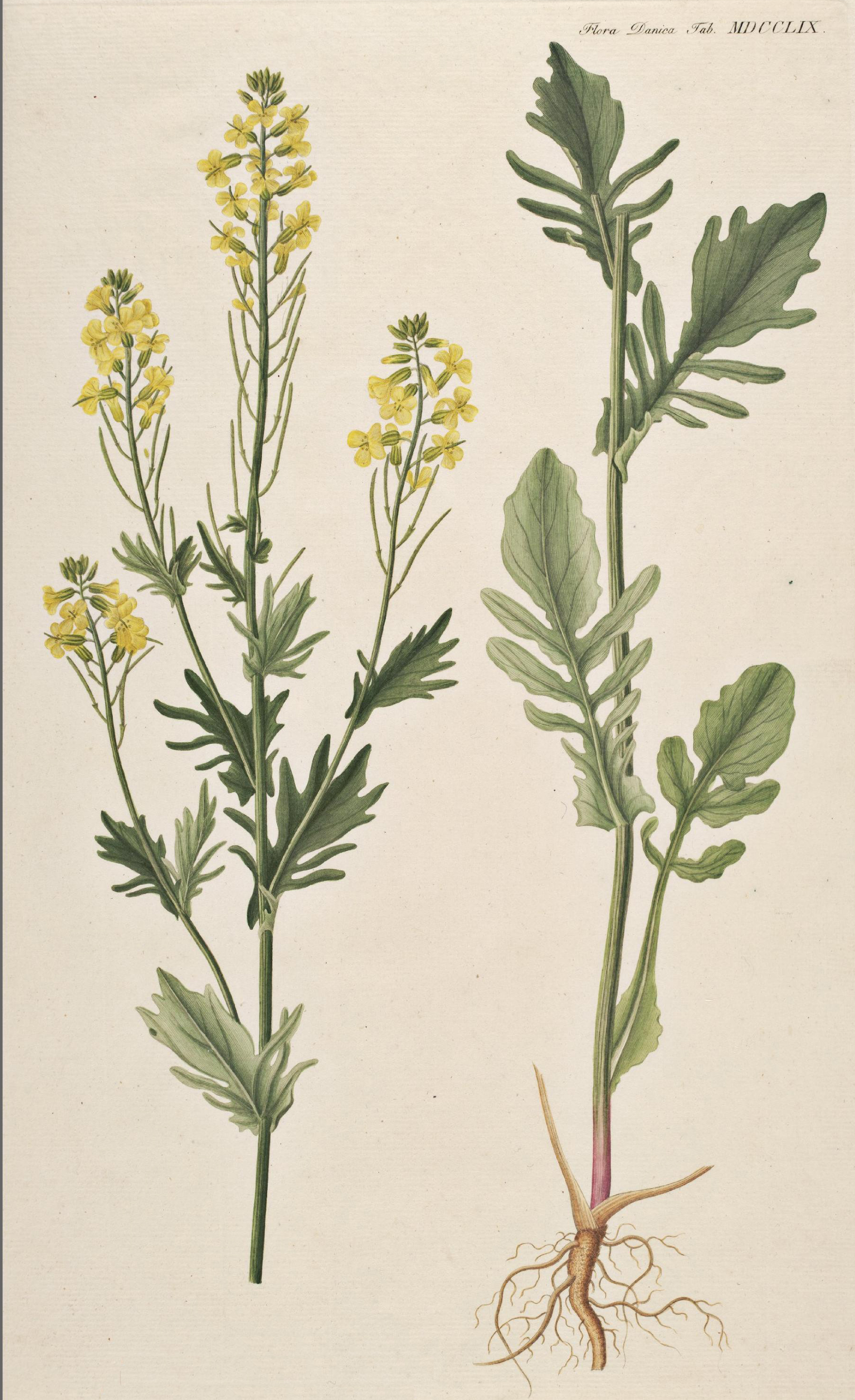 no full size  illustration available (3a)