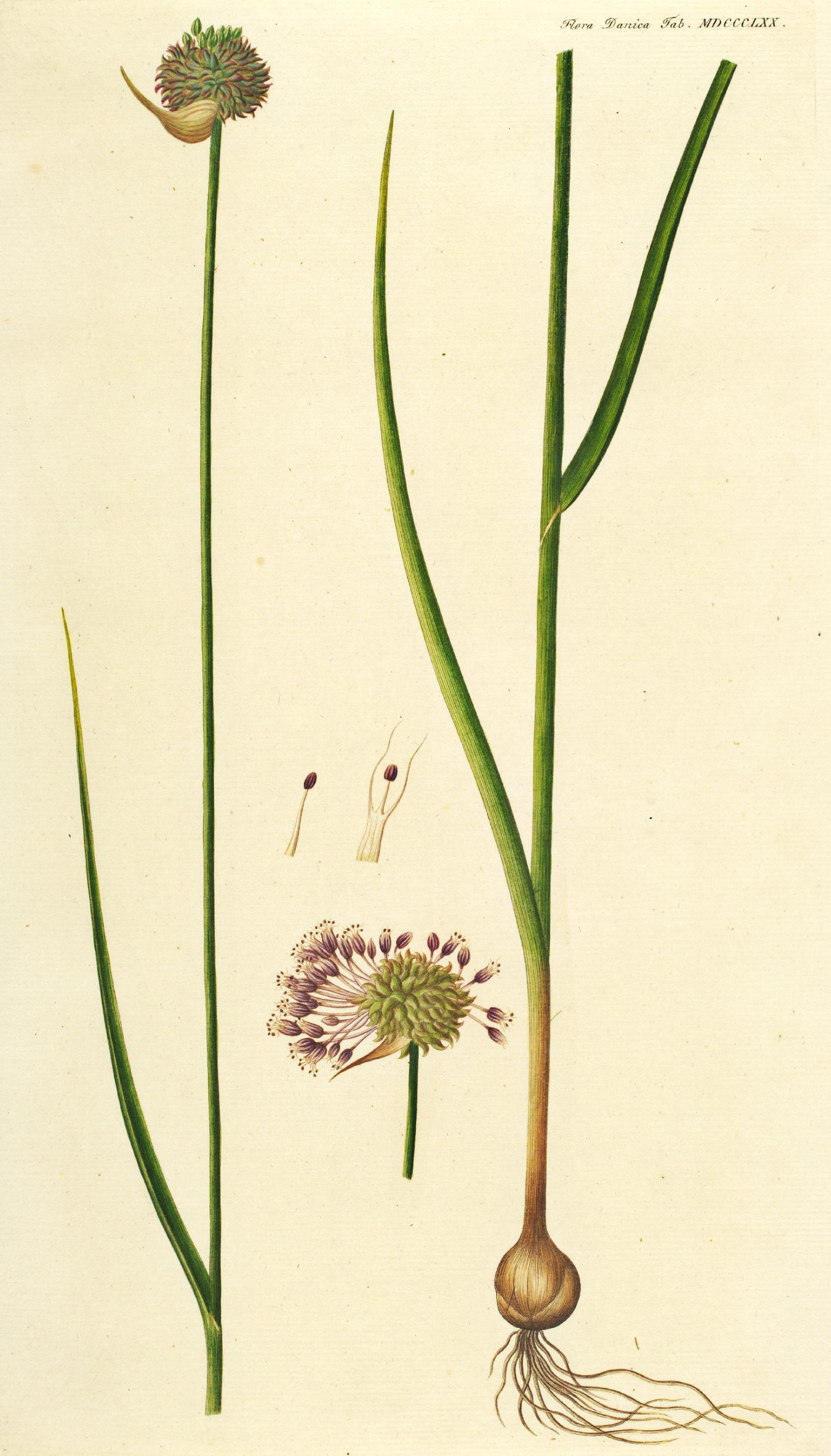 no full size  illustration available (3a)