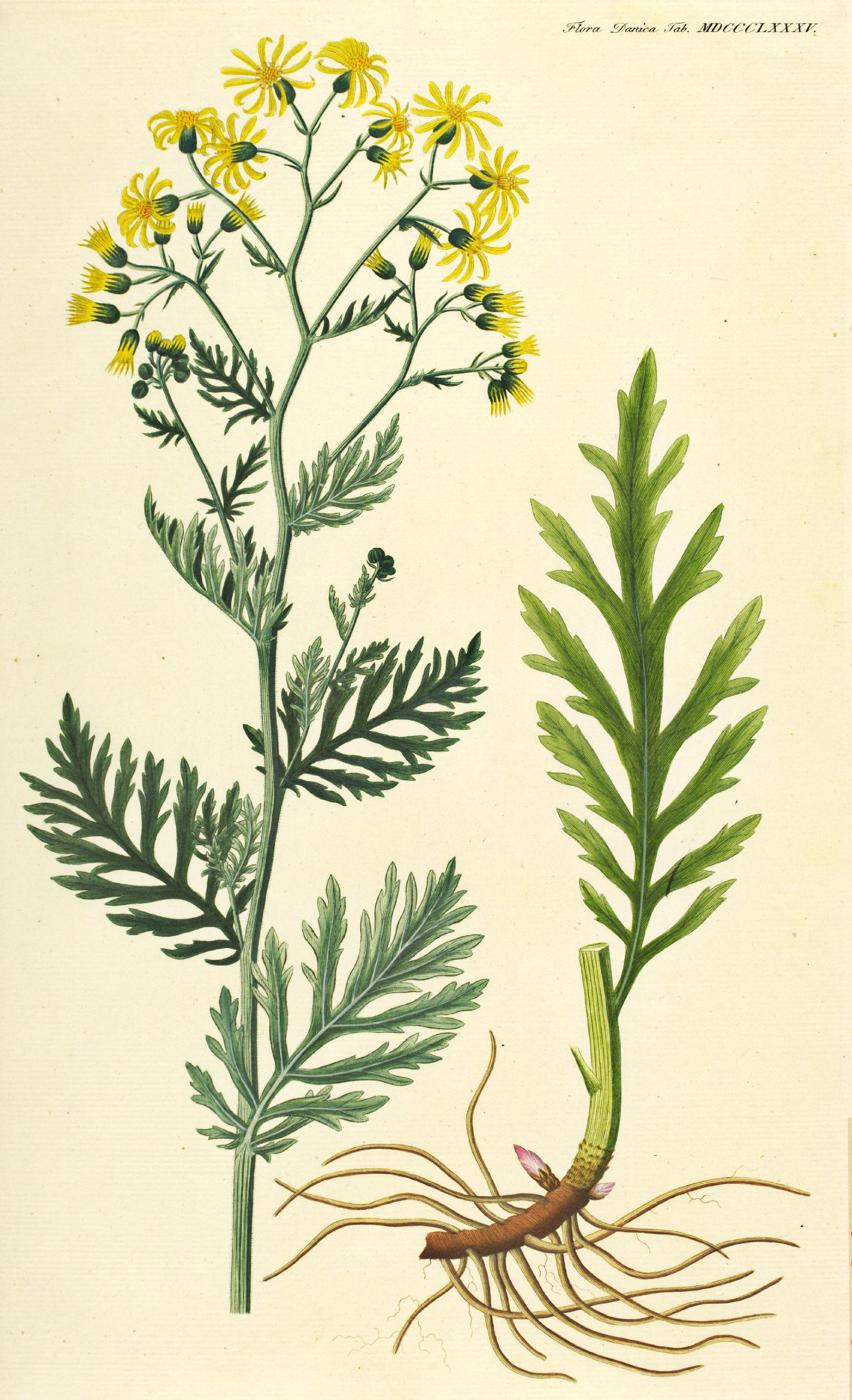 no full size  illustration available (3a)