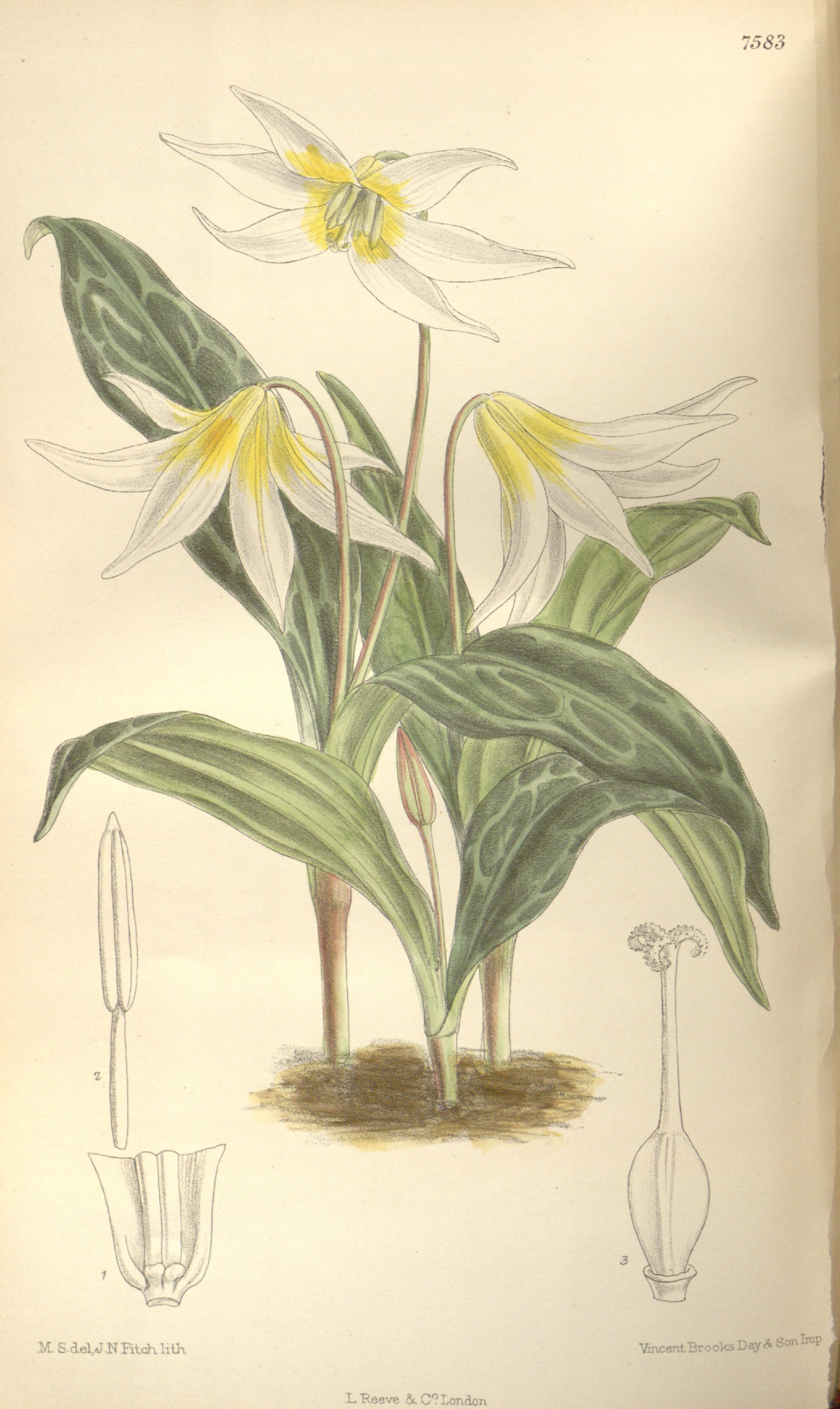 no full size  illustration available (3a)