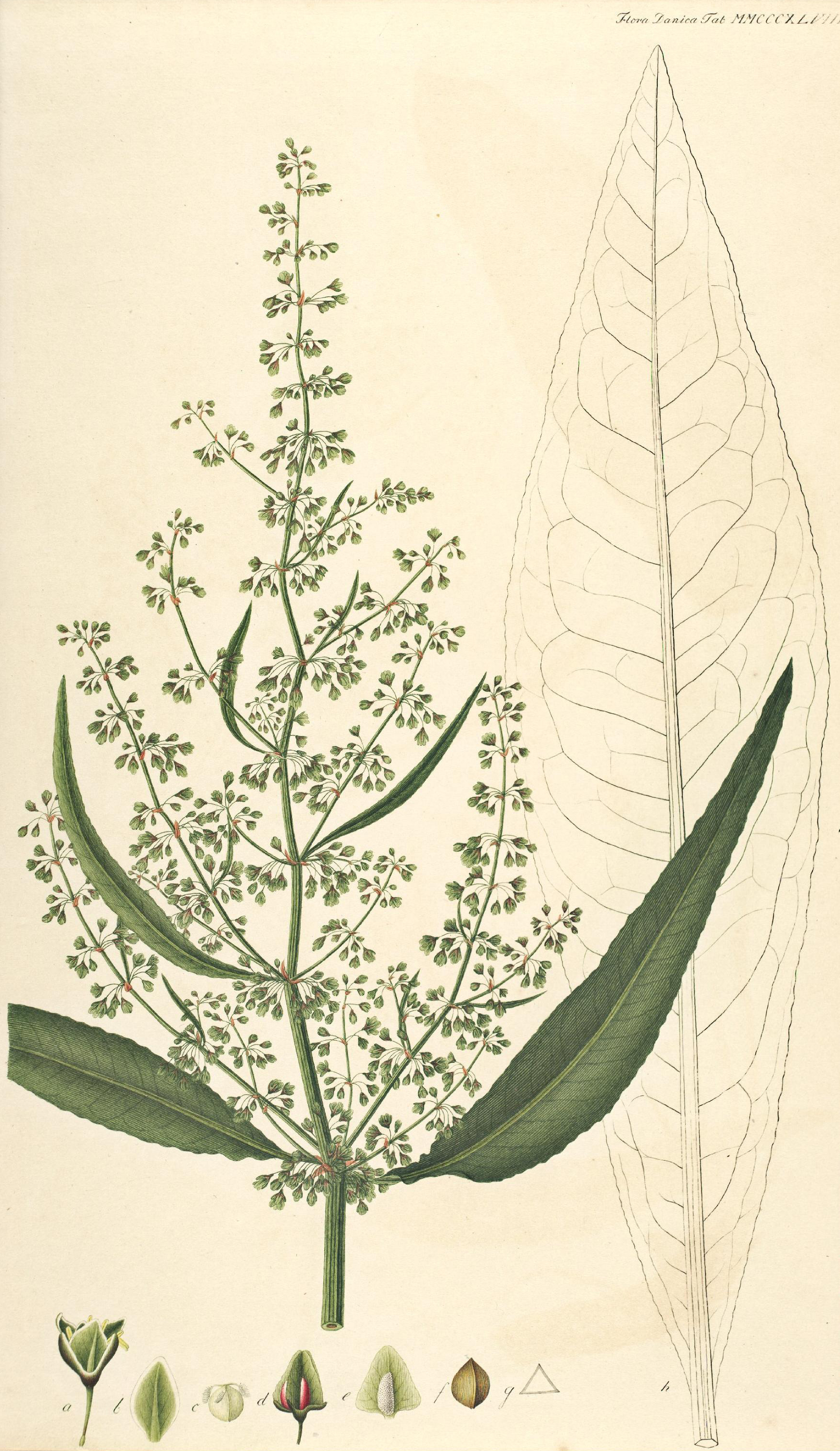 no full size  illustration available (3a)