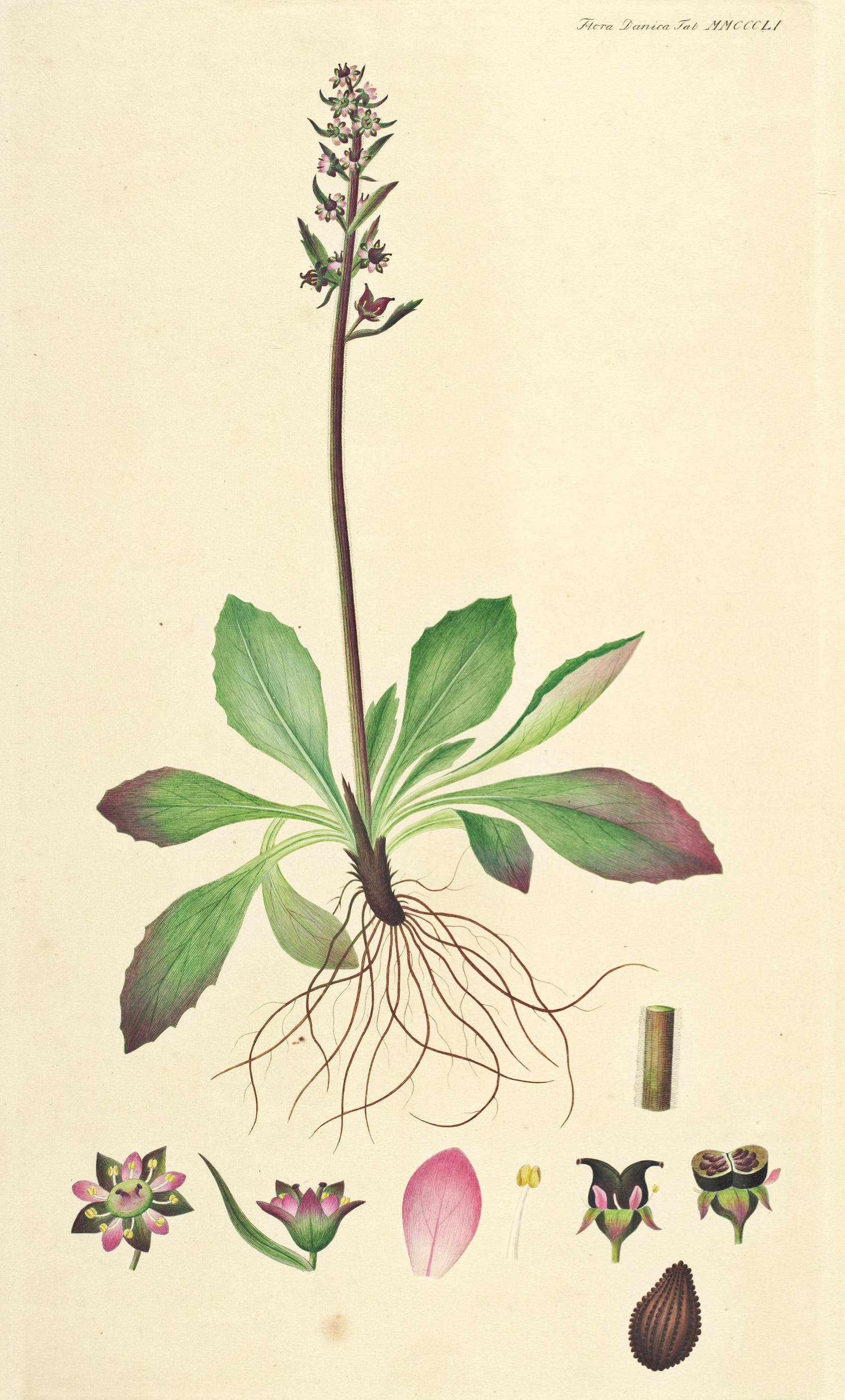 no full size  illustration available (3a)