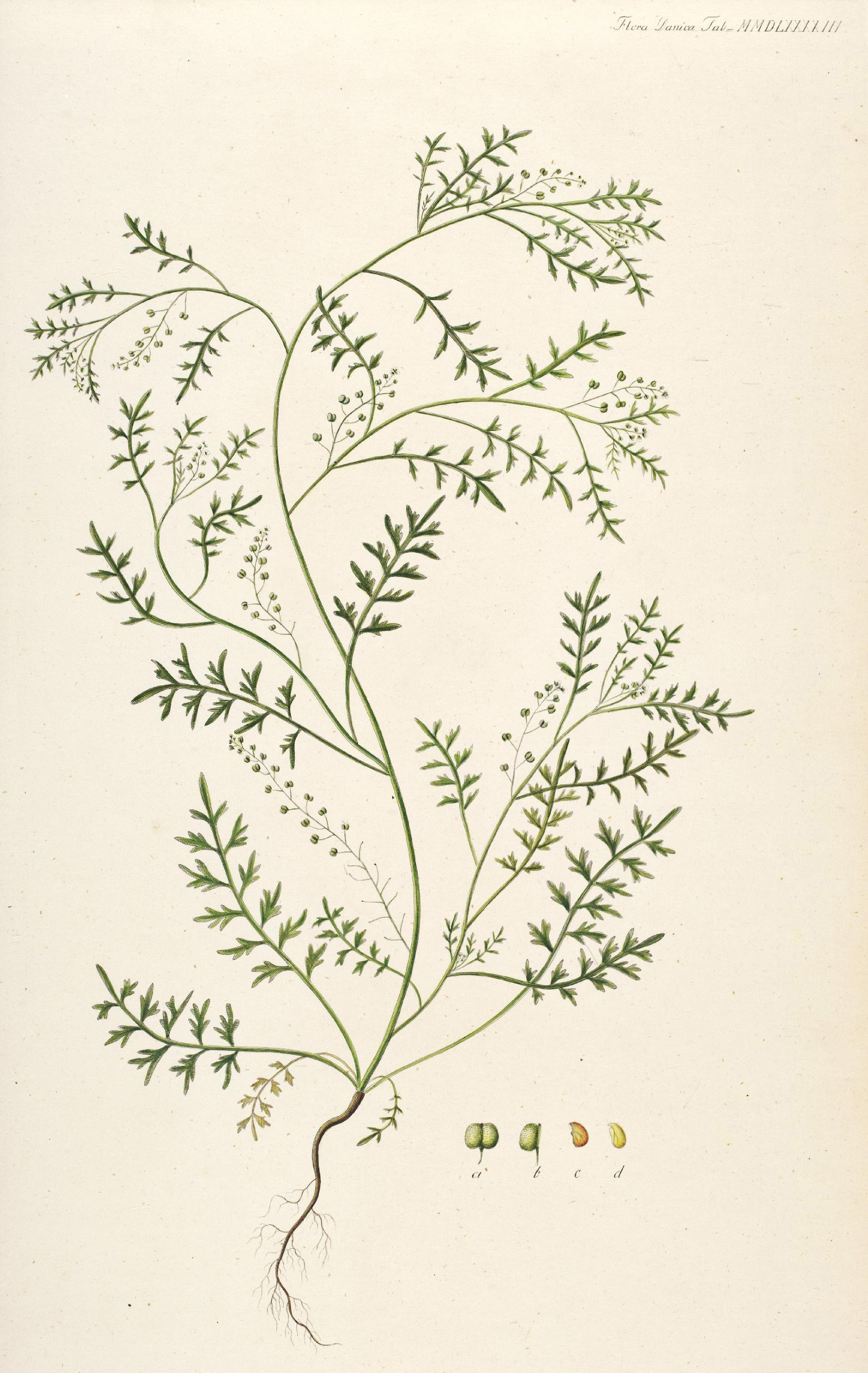 no full size  illustration available (3a)