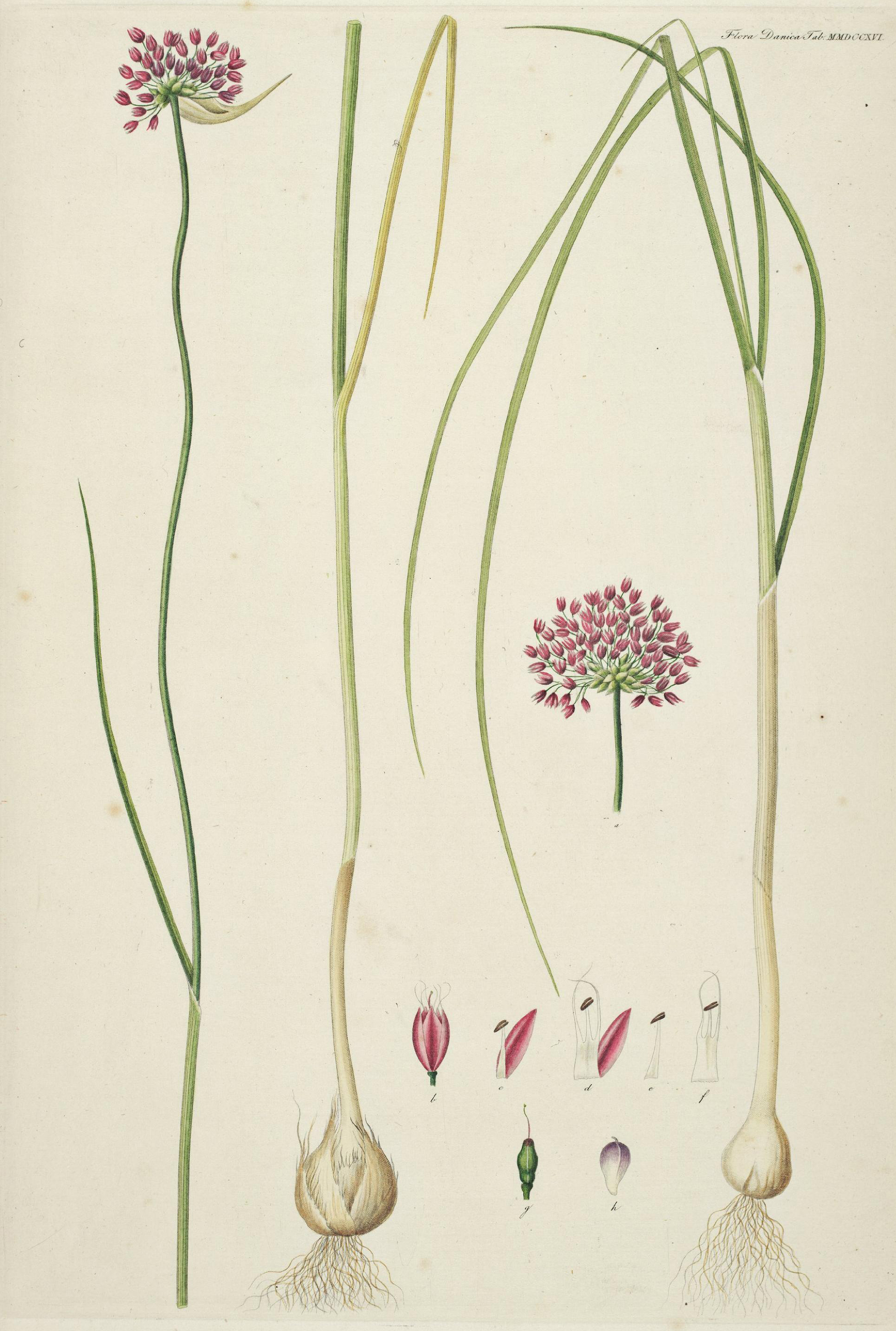 no full size  illustration available (3a)