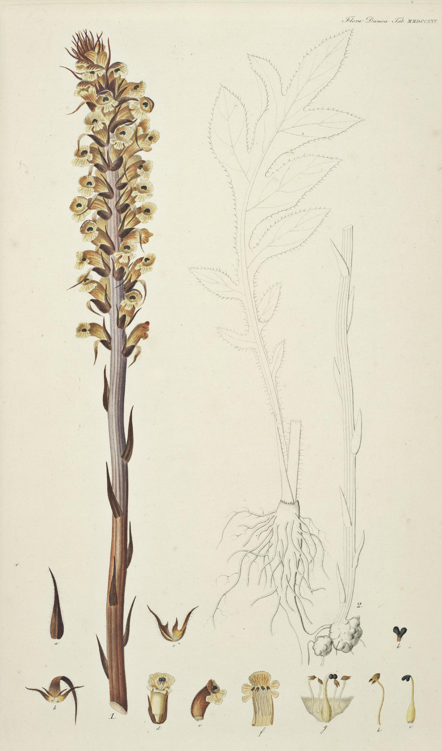 no full size  illustration available (3a)