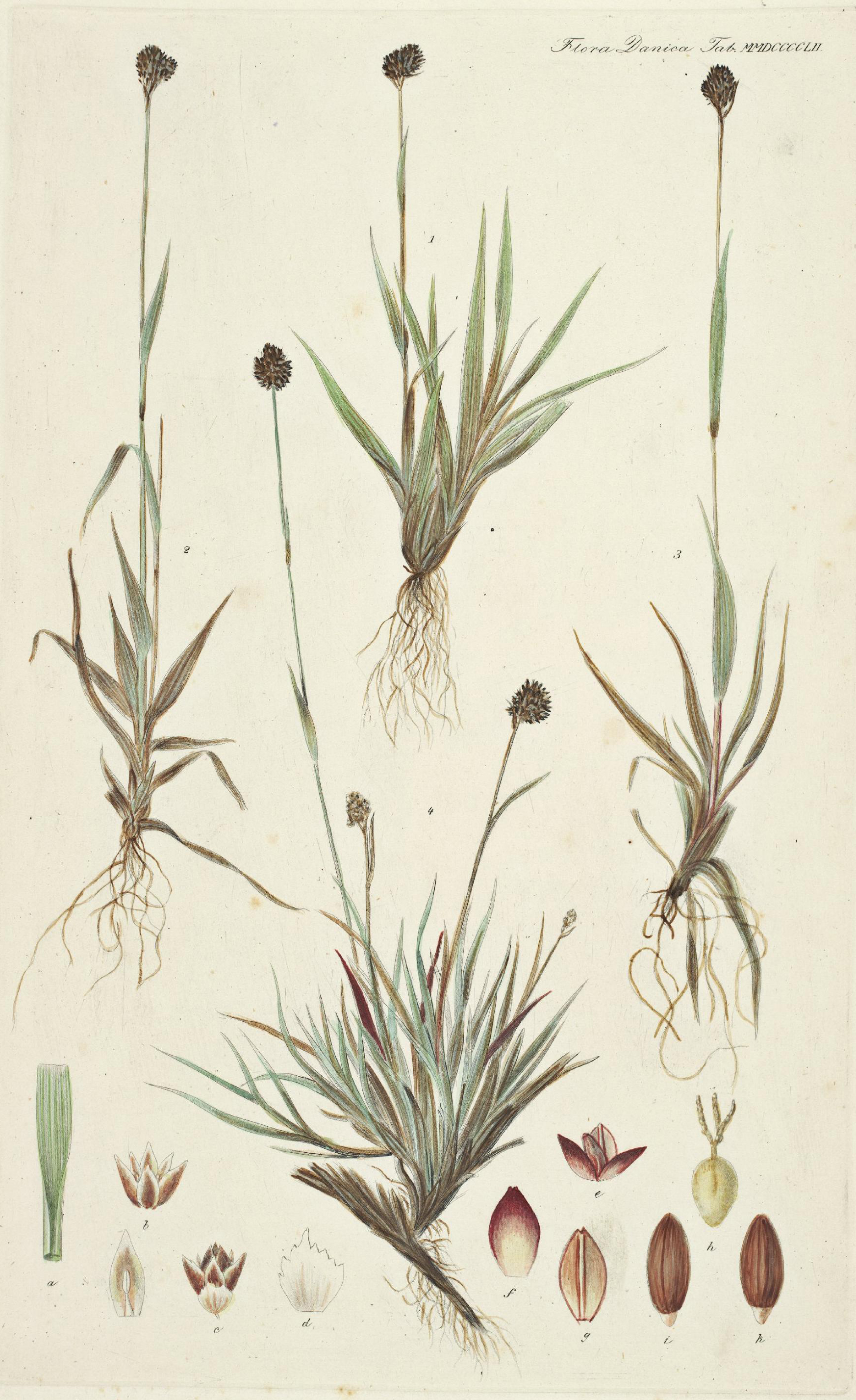 no full size  illustration available (3a)