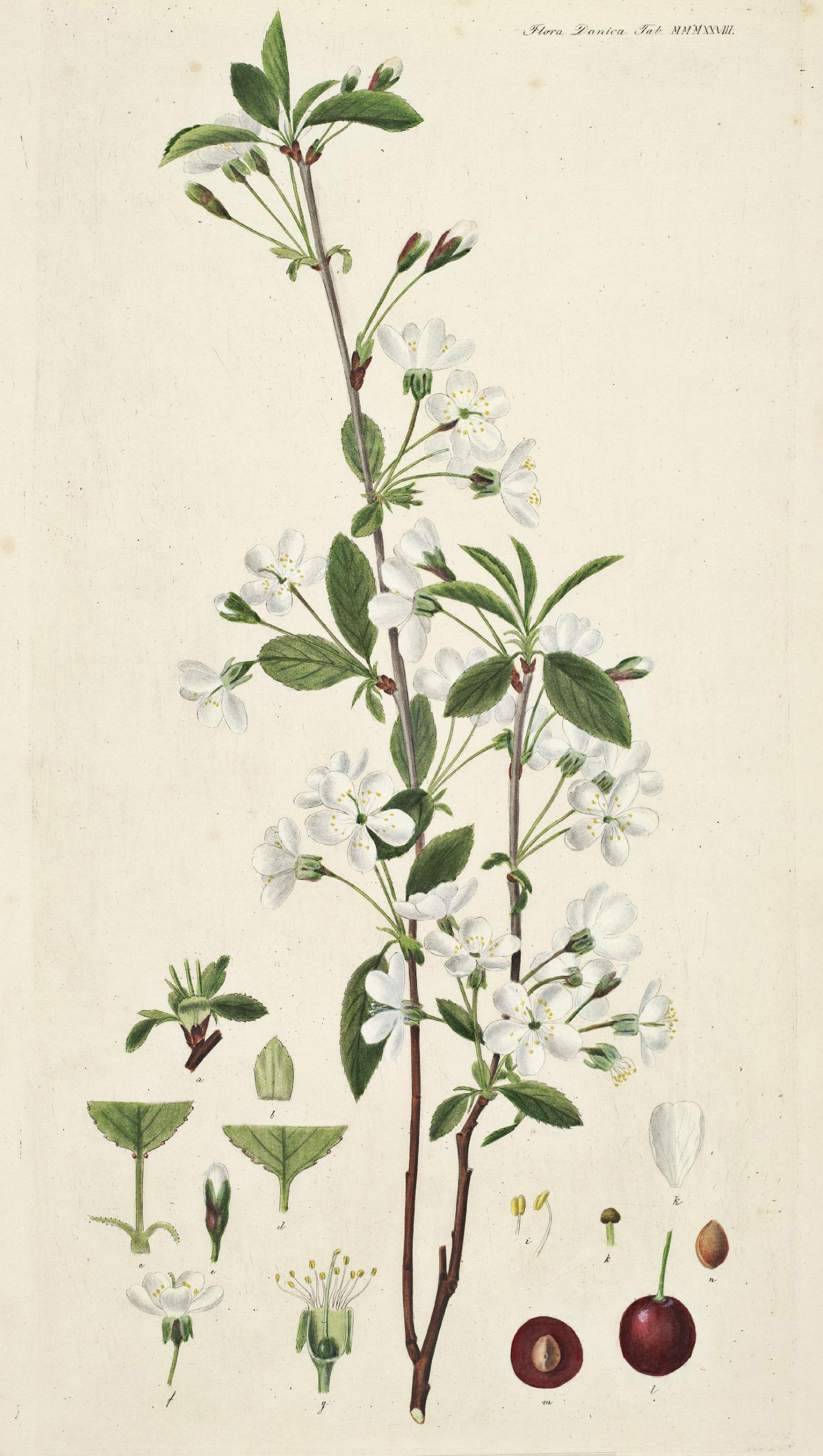 no full size  illustration available (3a)