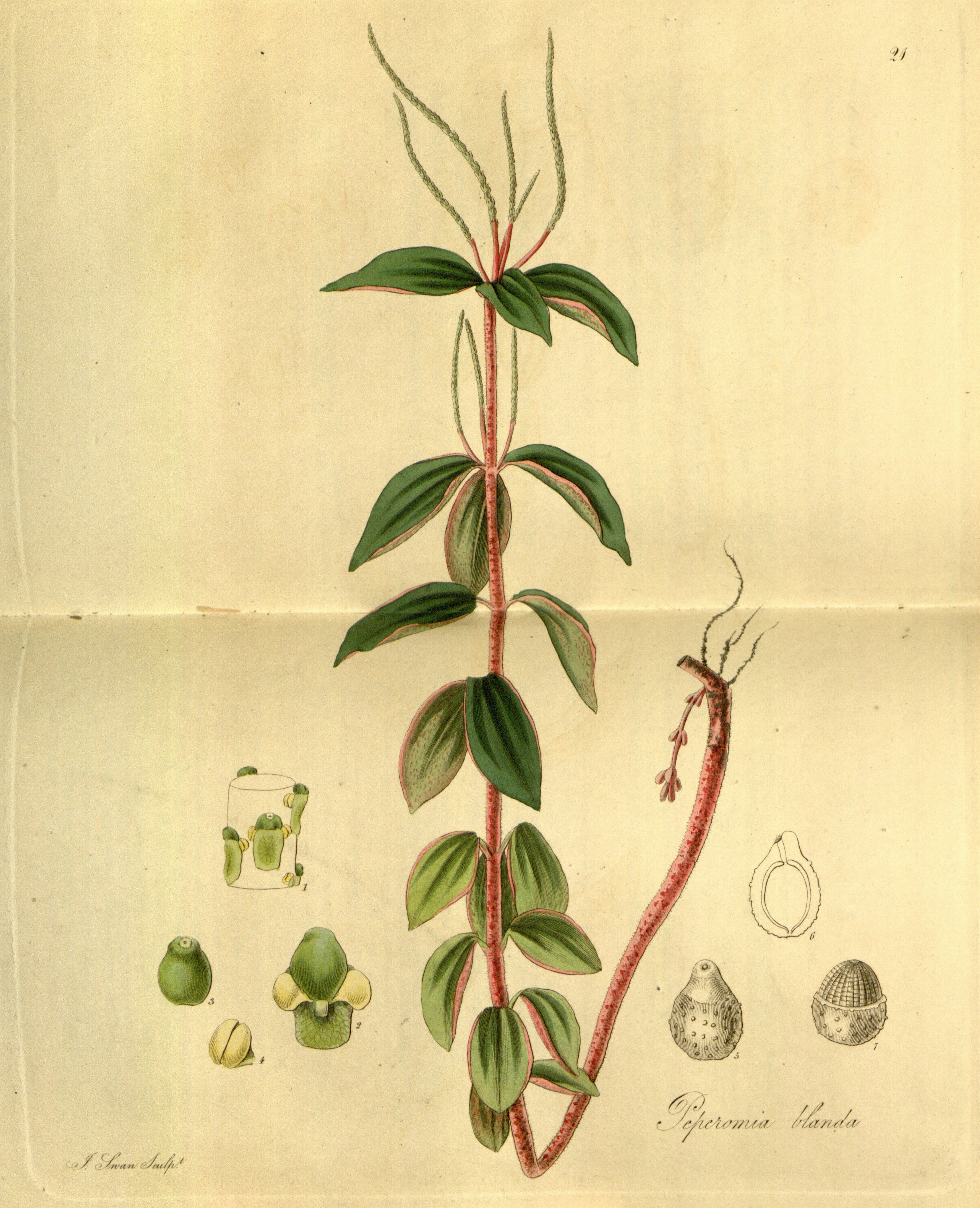 no full size  illustration available (3a)