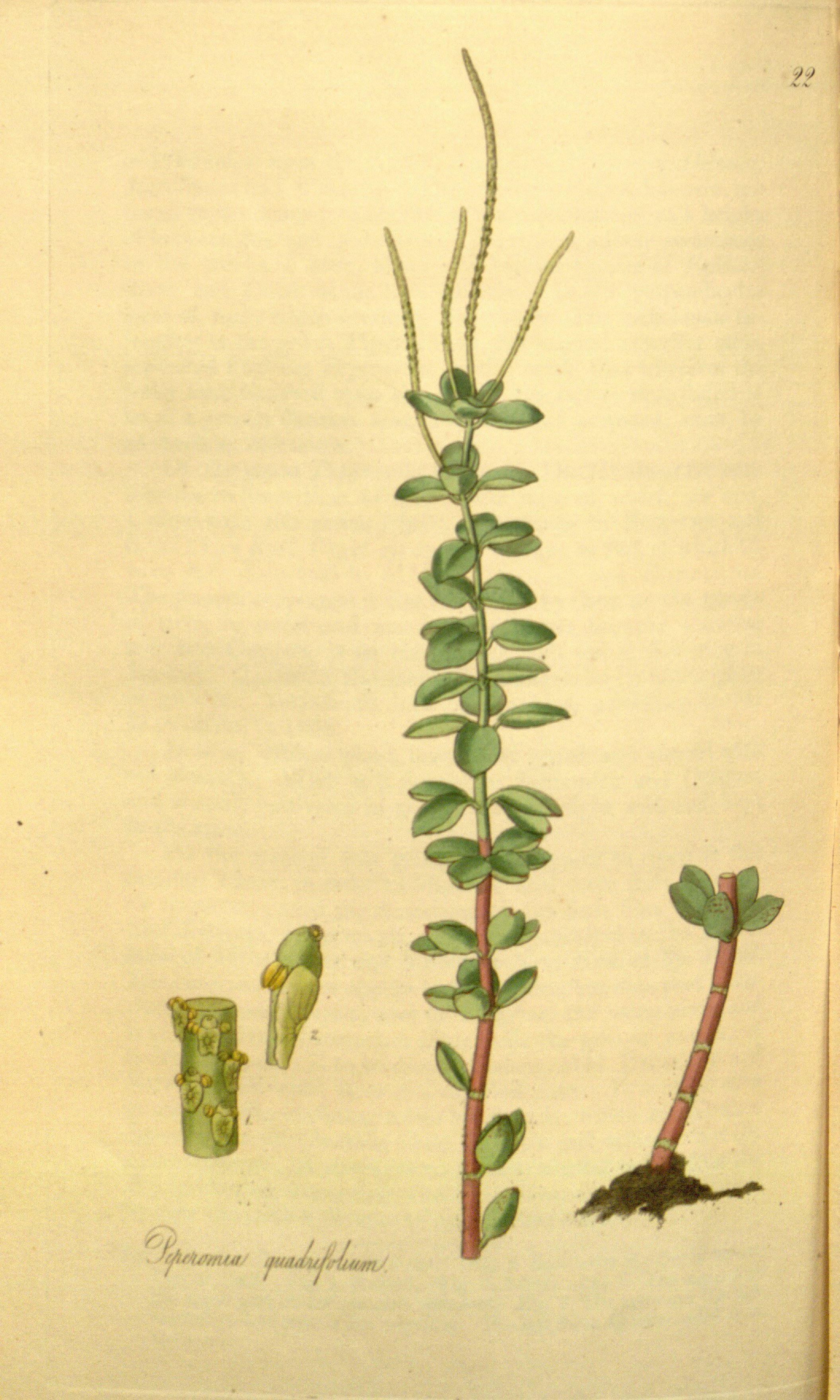 no full size  illustration available (3a)