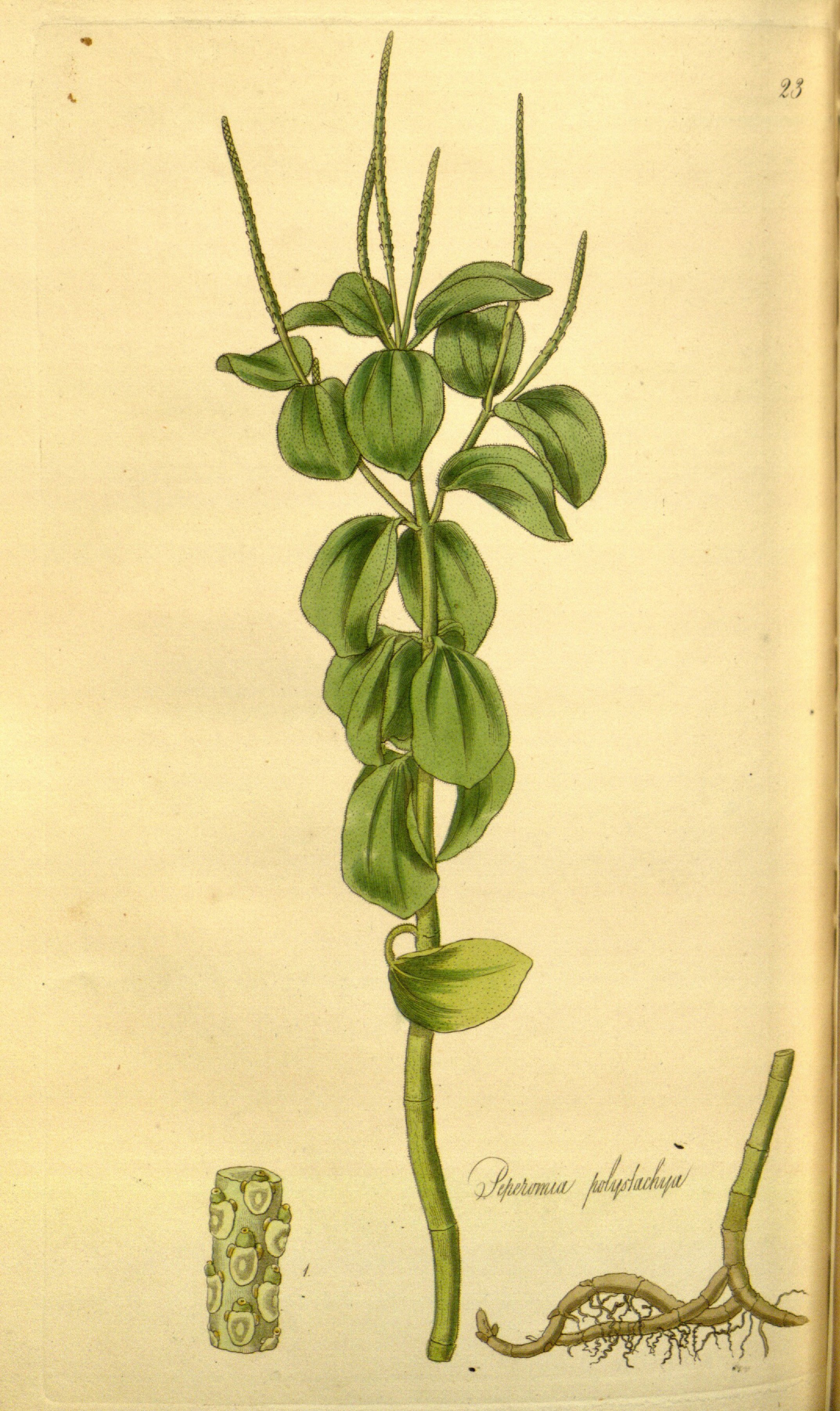 no full size  illustration available (3a)