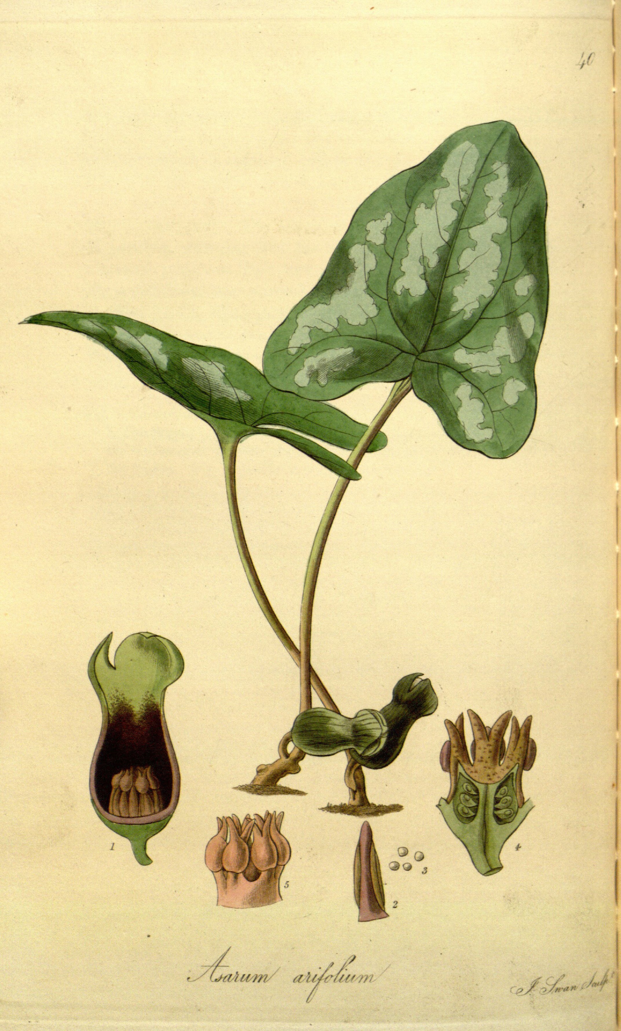 no full size  illustration available (3a)