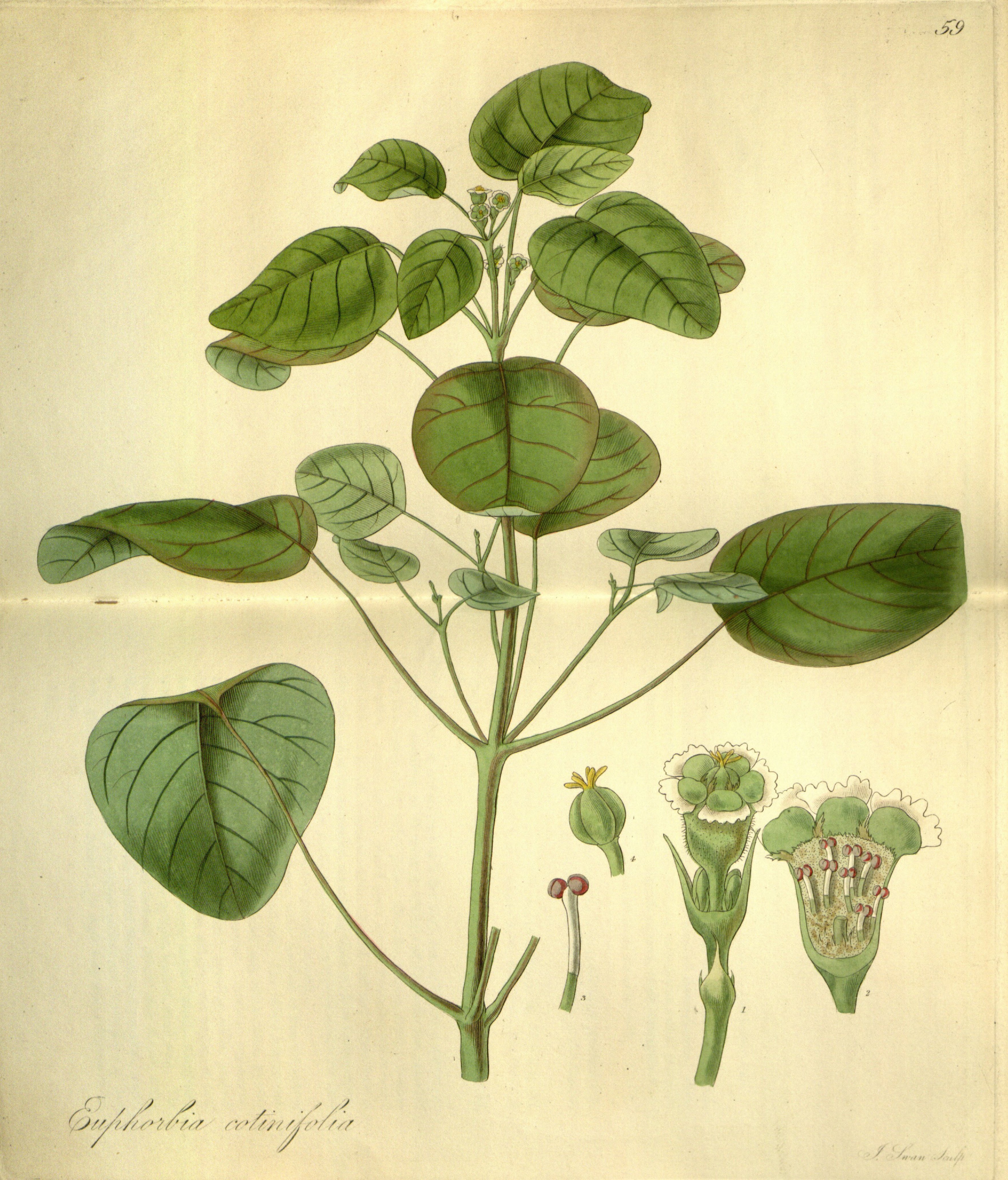 no full size  illustration available (3a)