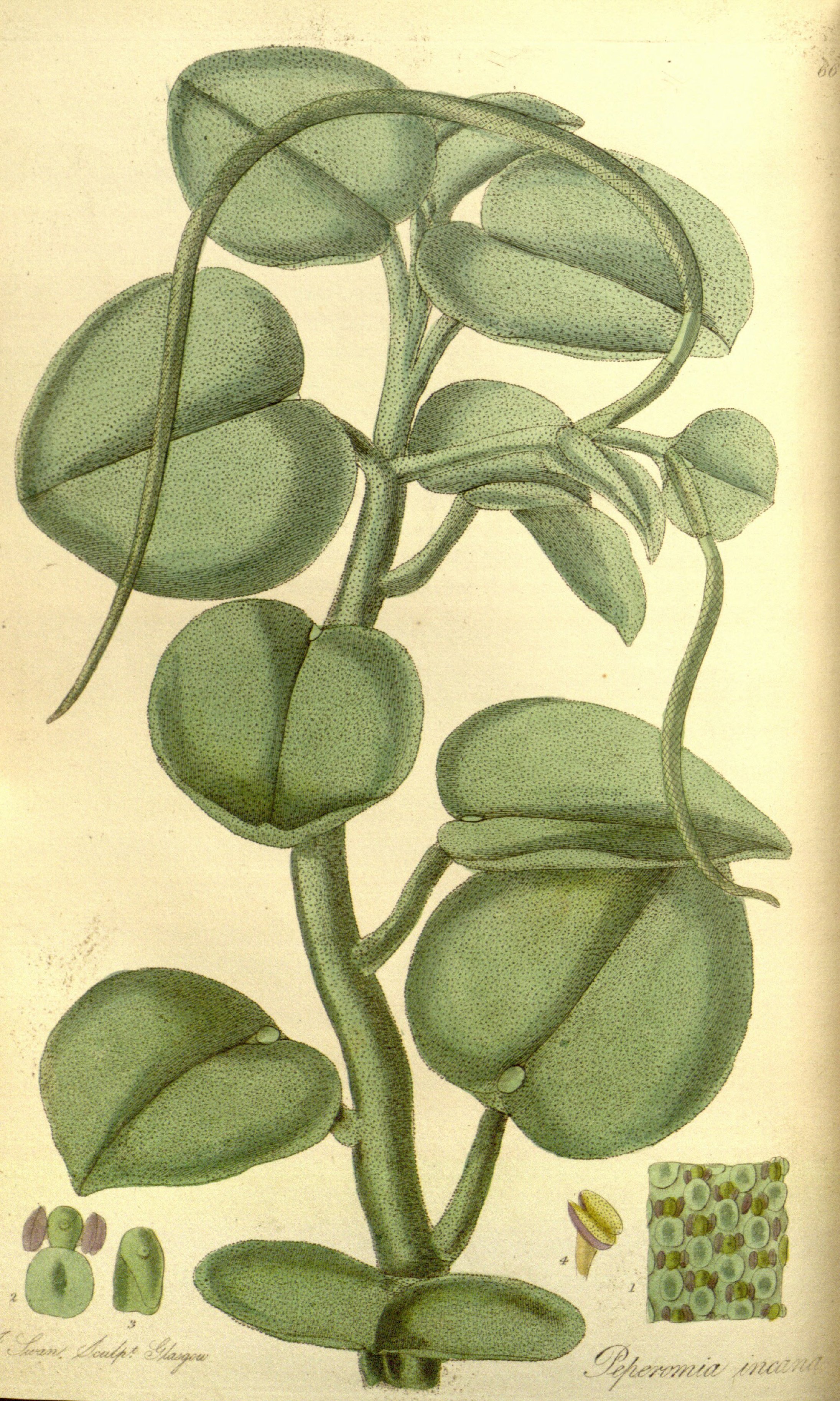 no full size  illustration available (3a)