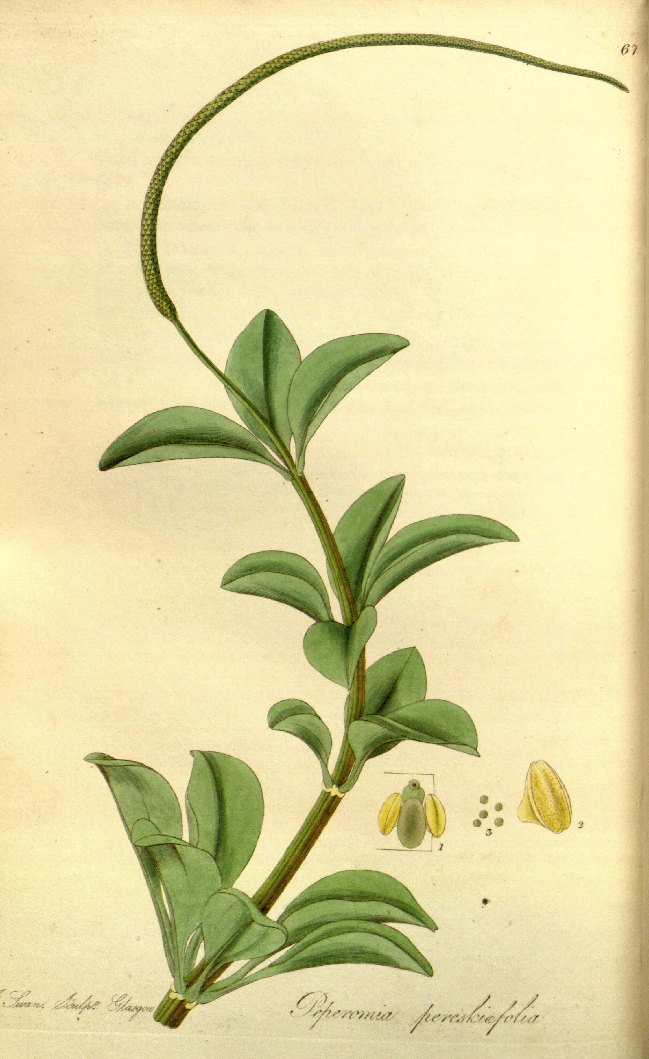 no full size  illustration available (3a)