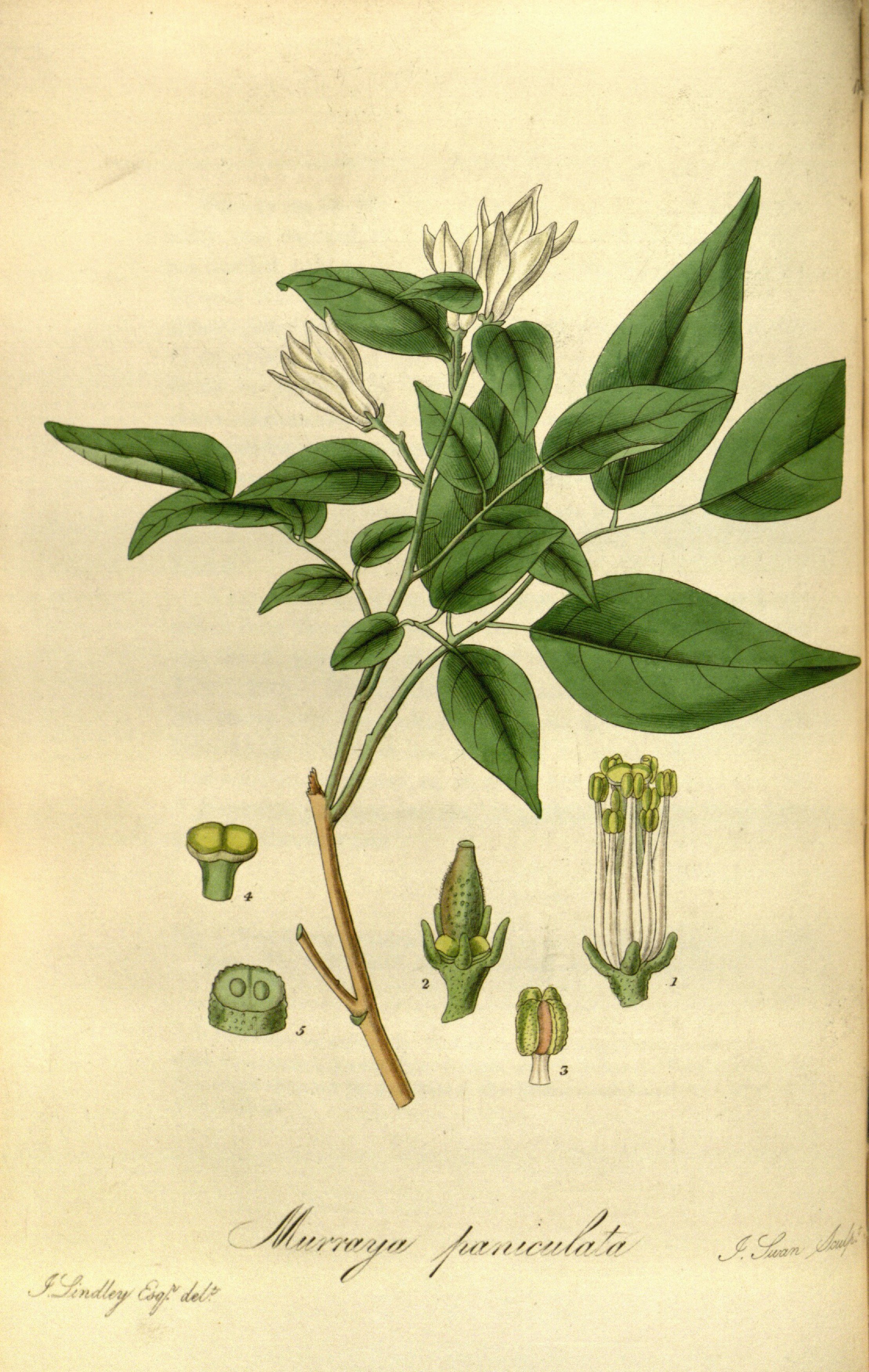 no full size  illustration available (3a)