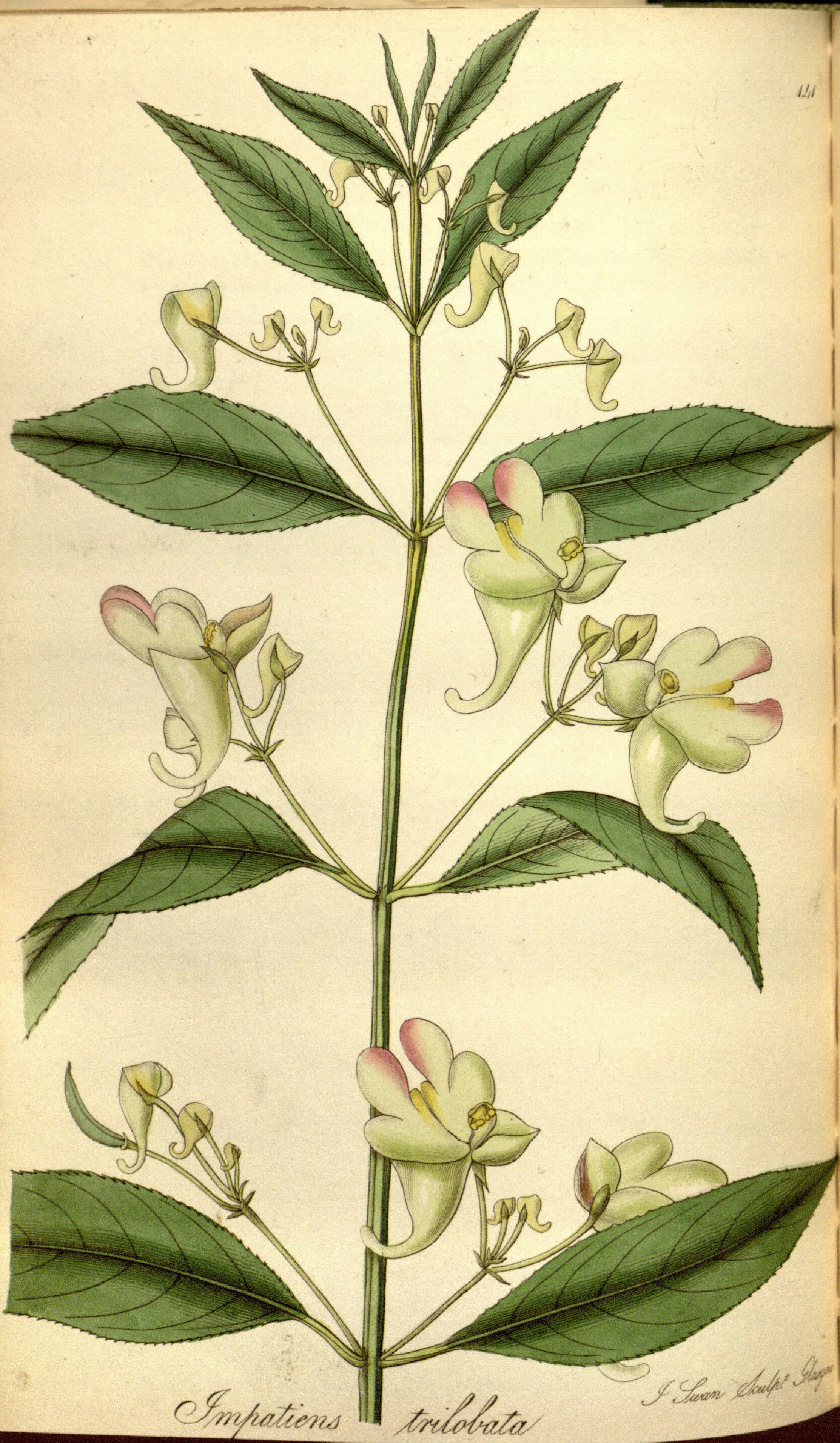 no full size  illustration available (3a)