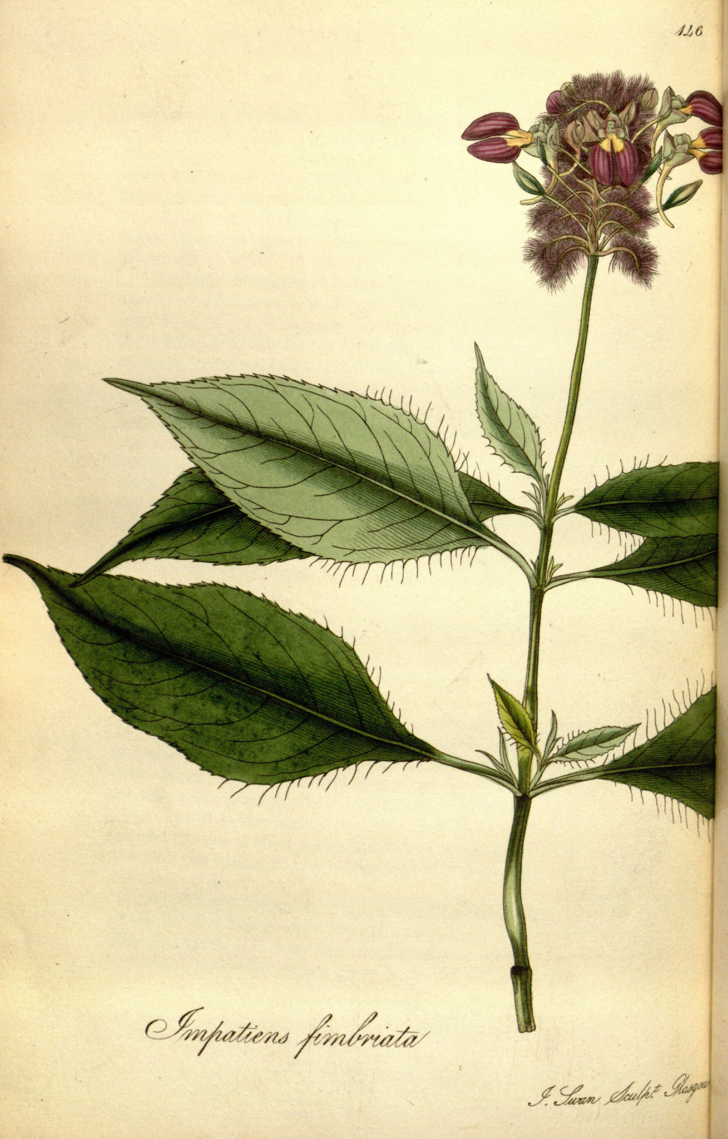 no full size  illustration available (3a)