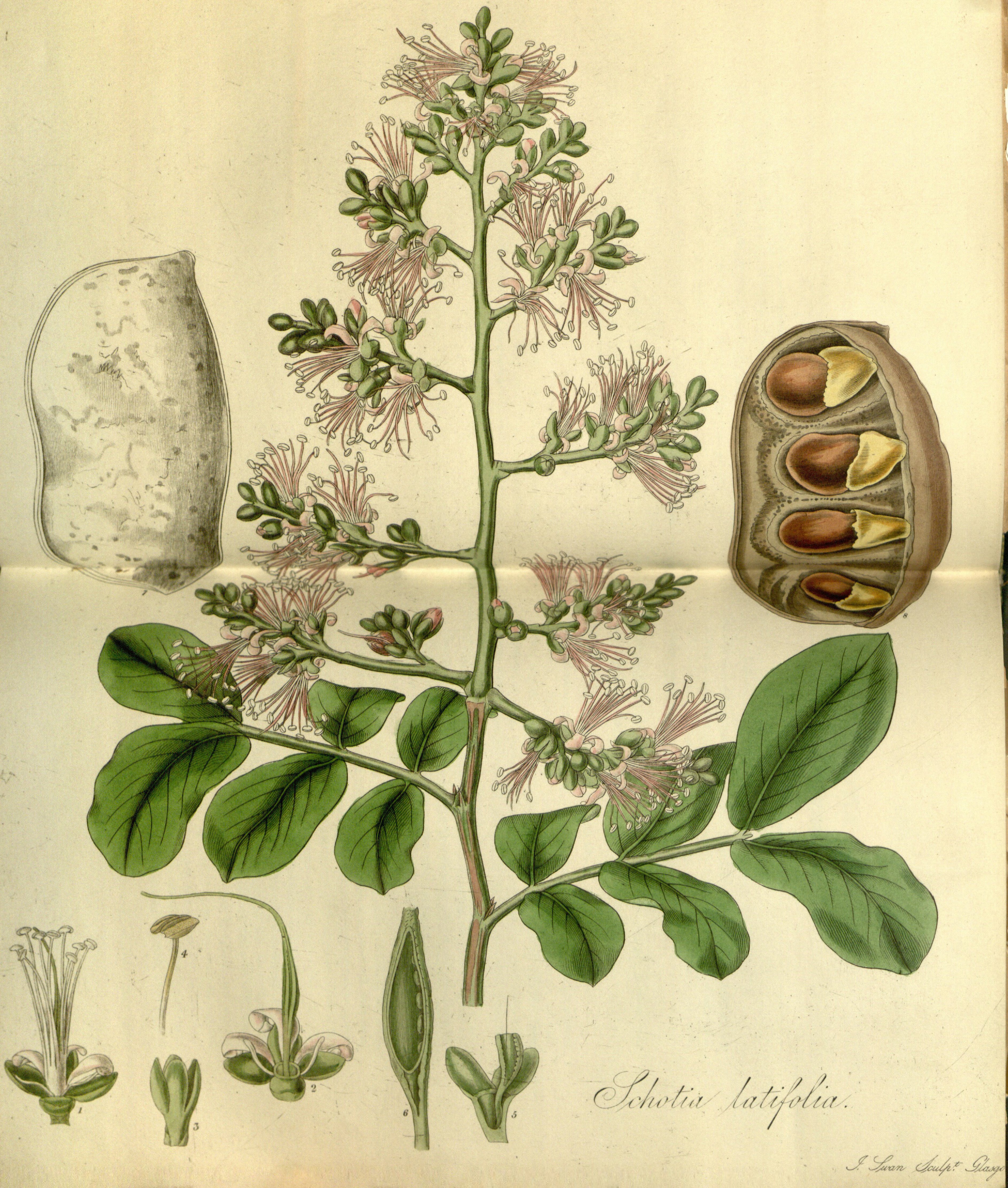 no full size  illustration available (3a)