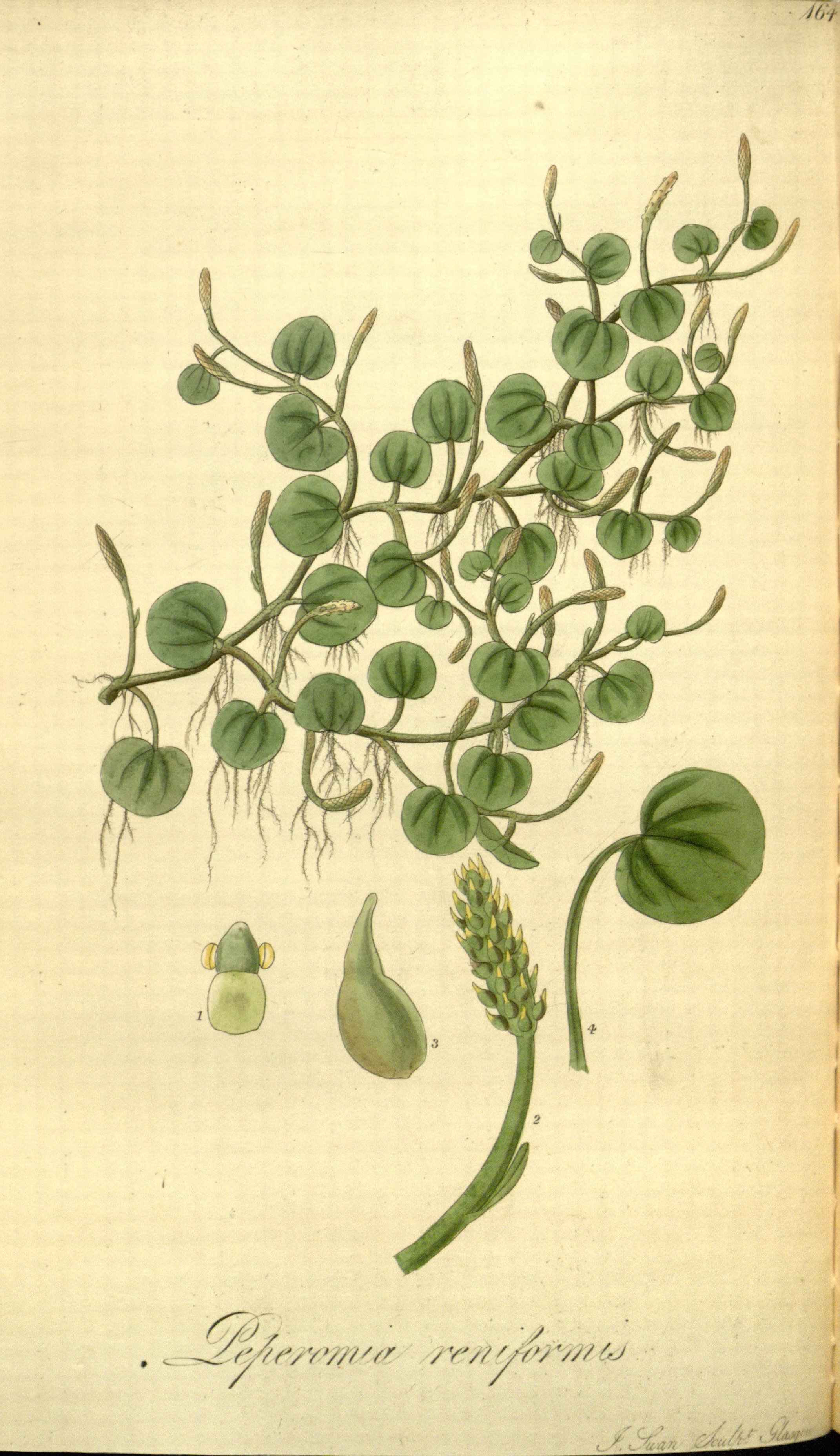 no full size  illustration available (3a)