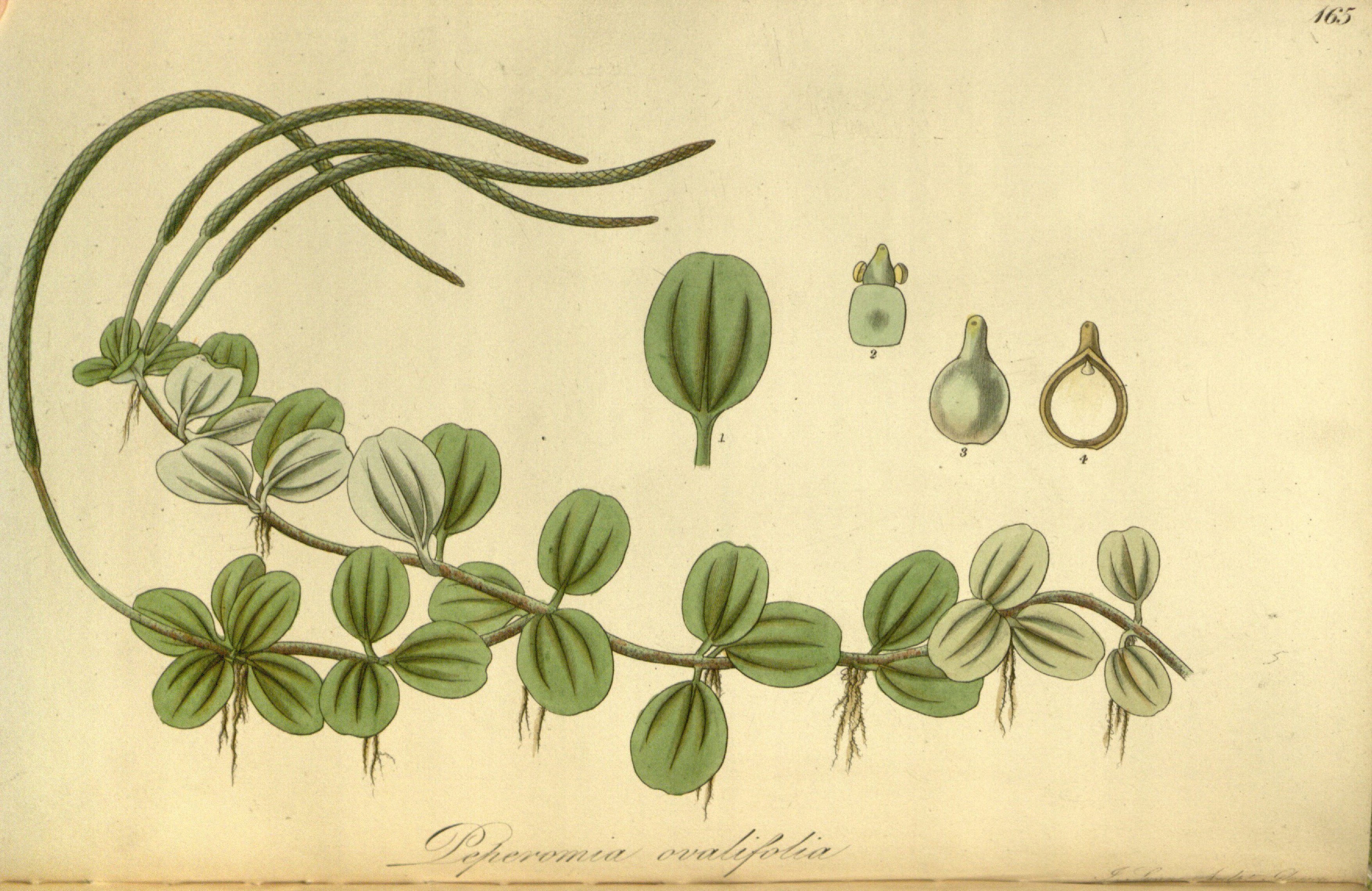 no full size  illustration available (3a)