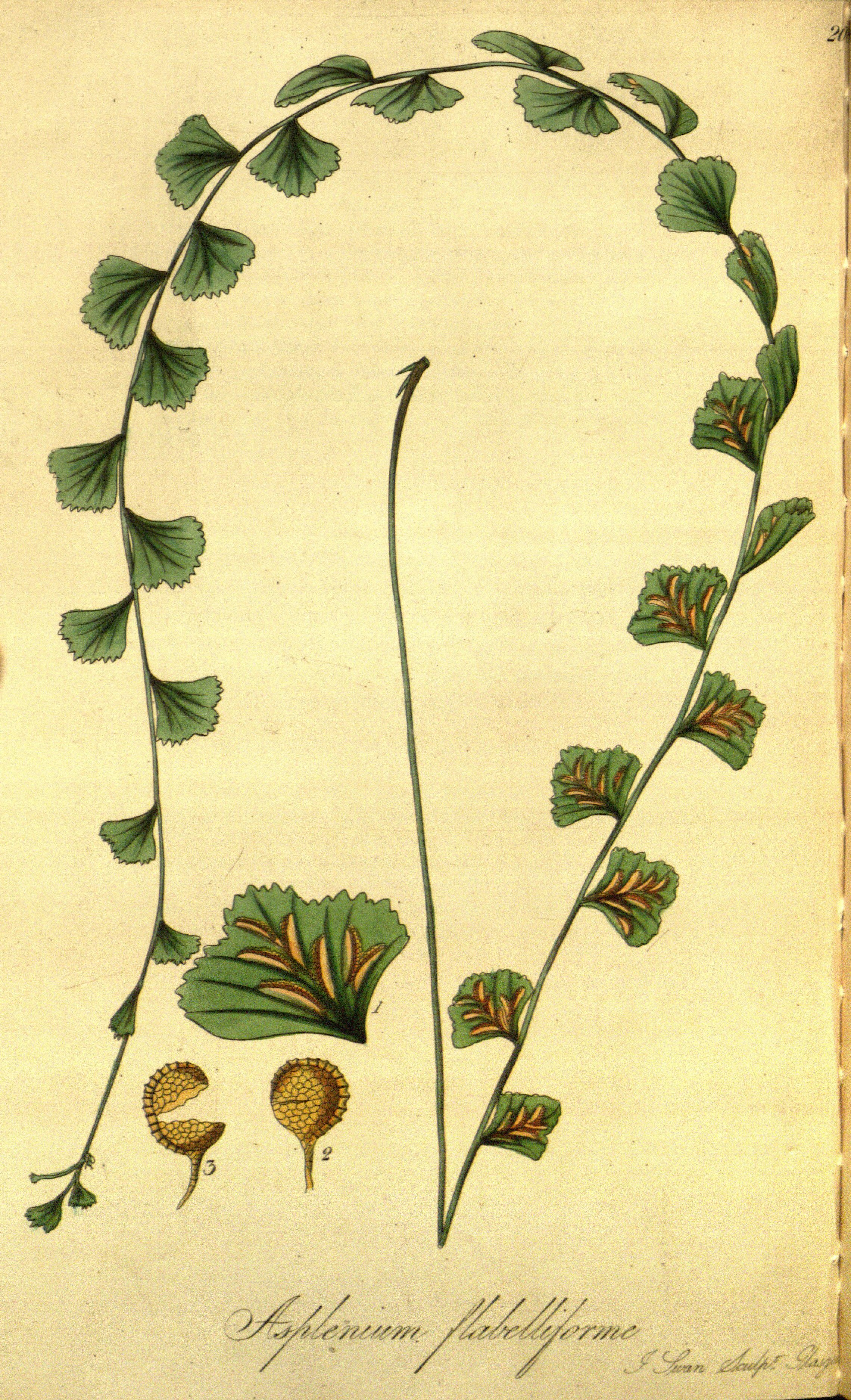 no full size  illustration available (3a)